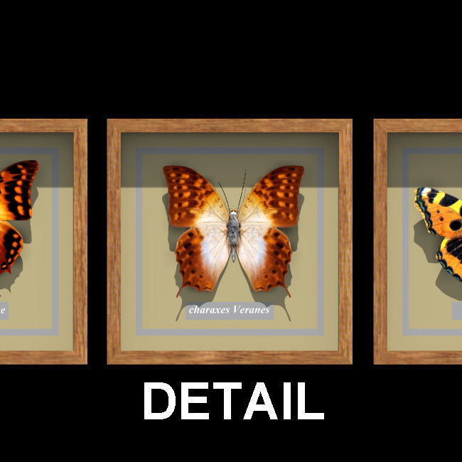 decoration butterfly 3D model_2