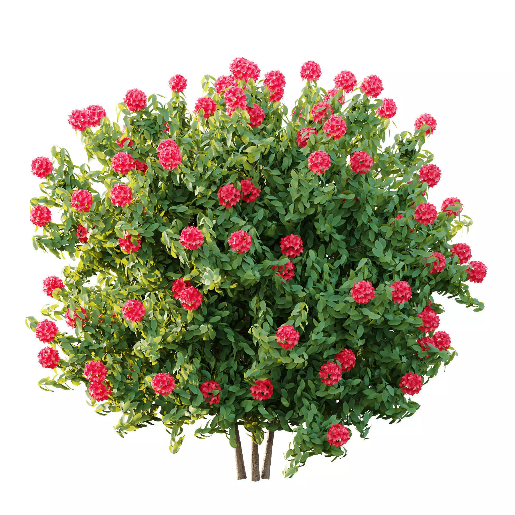 Excellent collection of plants Bush  400 Different Models _186