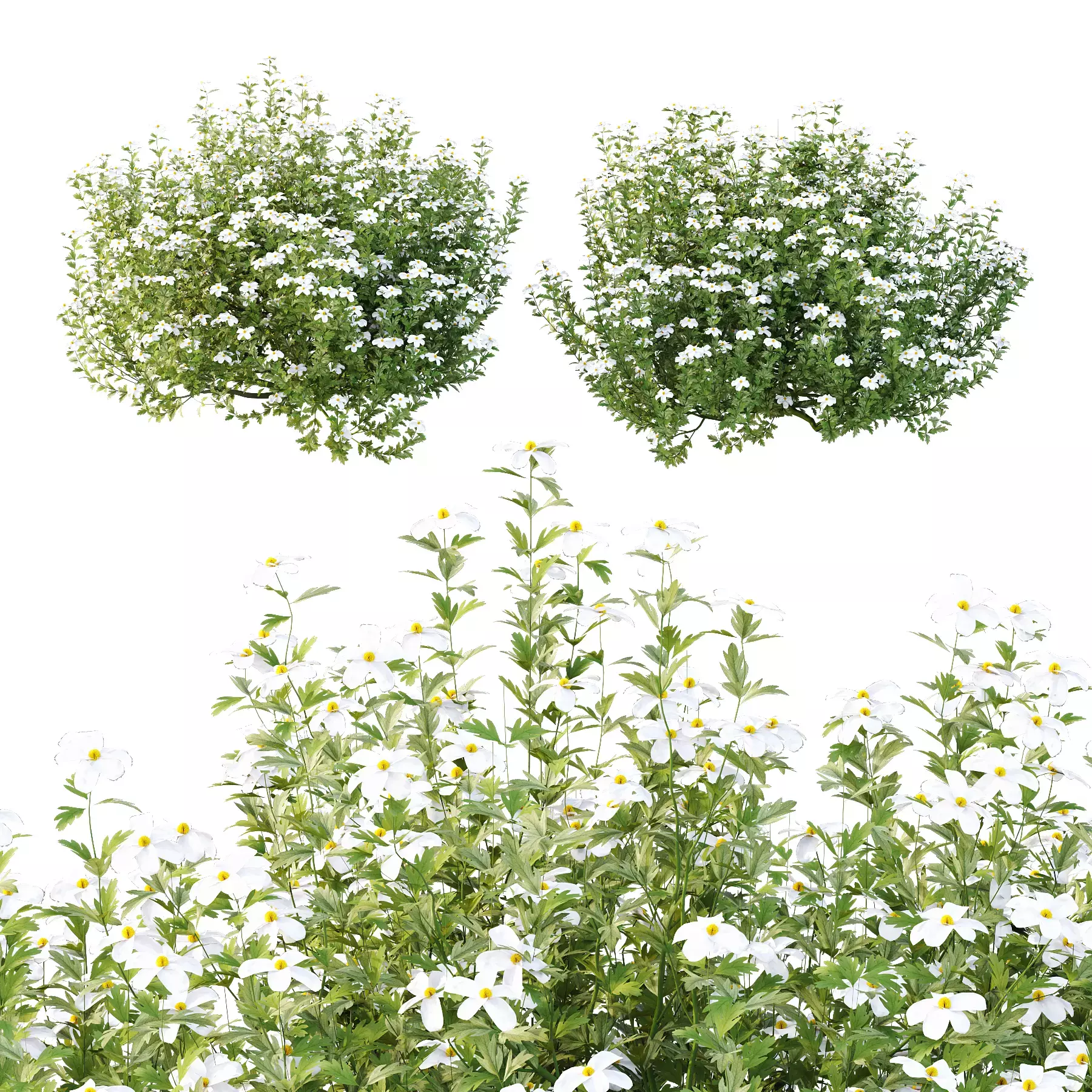 Excellent collection of plants Bush  400 Different Models _89