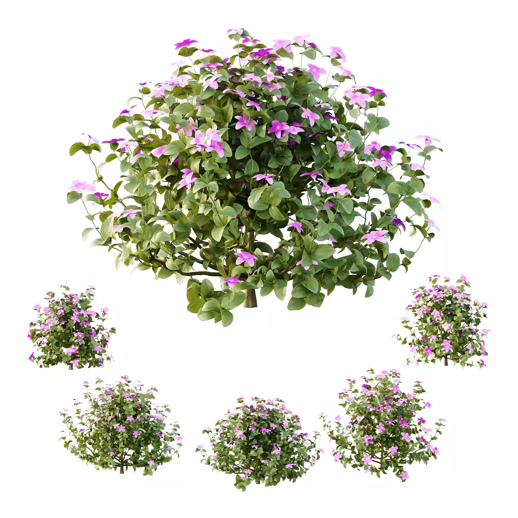 Excellent collection of plants Bush  400 Different Models _46