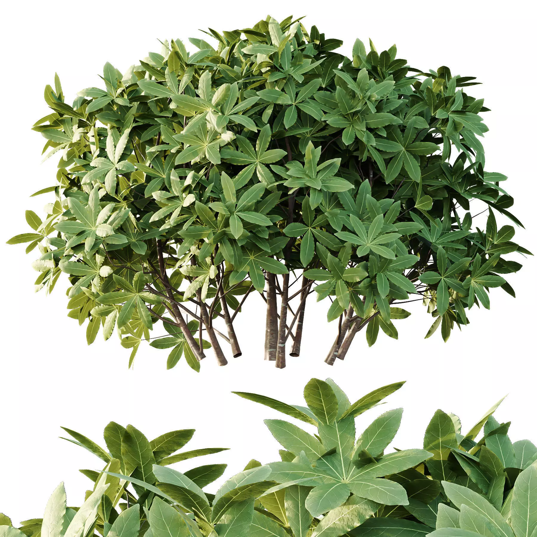 Excellent collection of plants Bush  400 Different Models _122