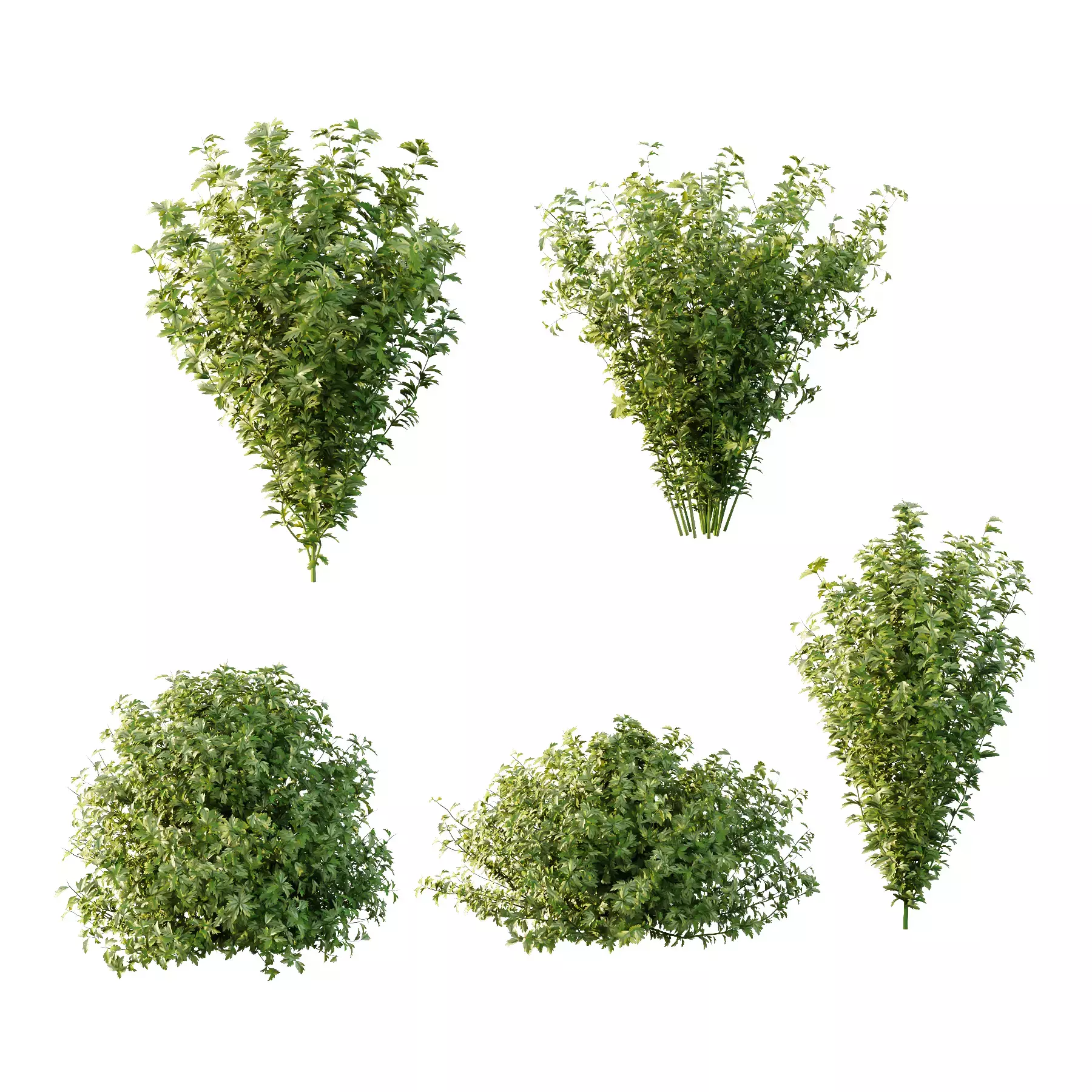 Excellent collection of plants Bush  400 Different Models _88