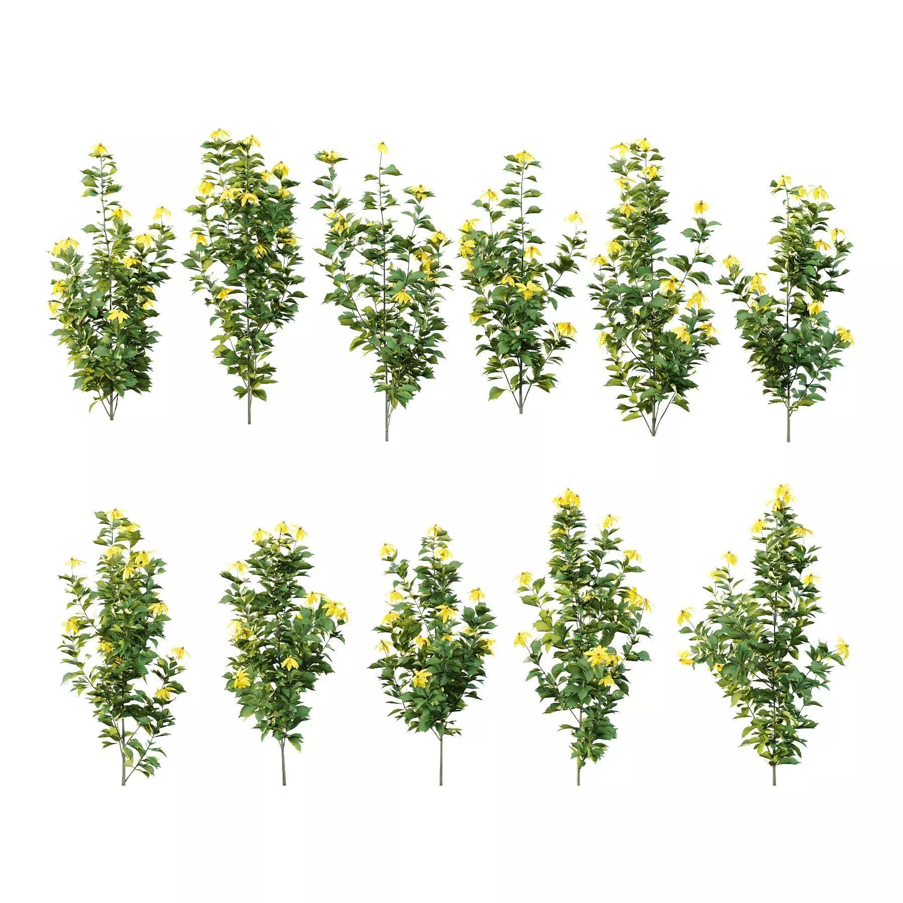 Excellent collection of plants Bush  400 Different Models _139