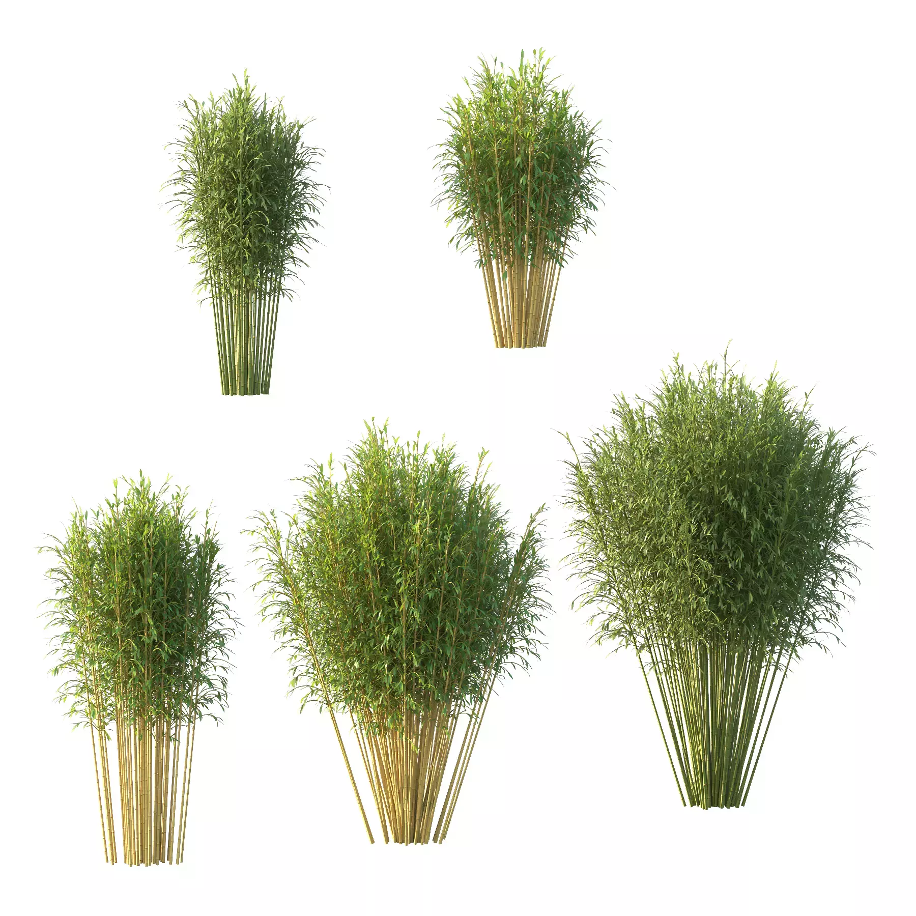 Excellent collection of plants Bush  400 Different Models _40