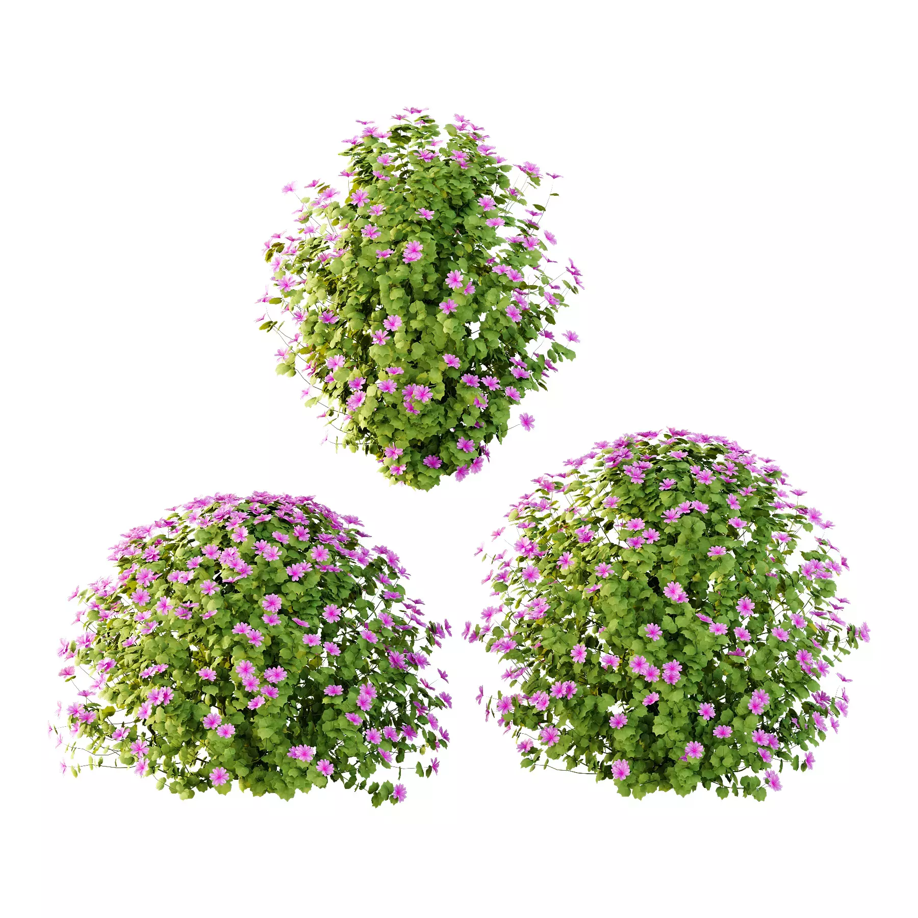 Excellent collection of plants Bush  400 Different Models _67