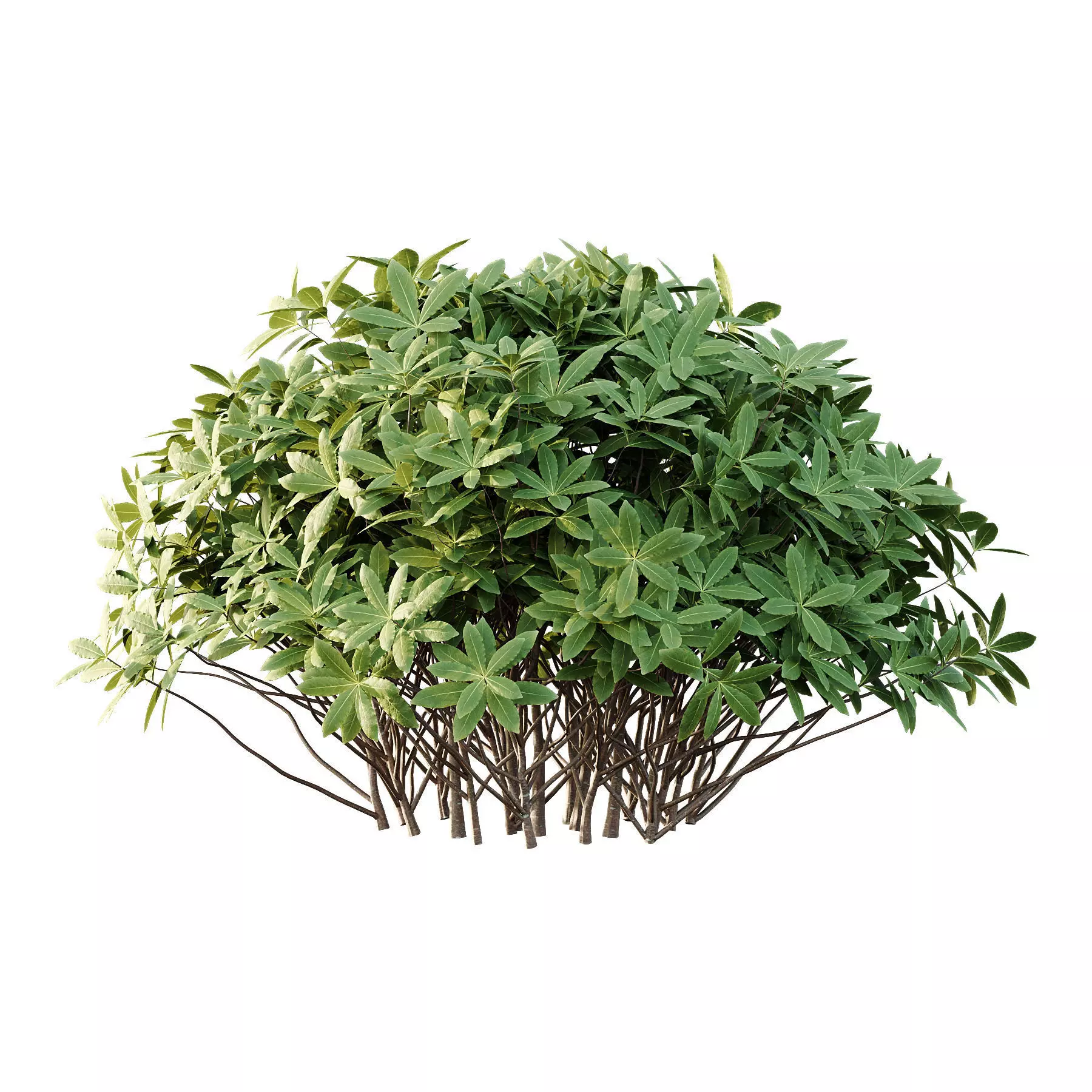 Excellent collection of plants Bush  400 Different Models _174