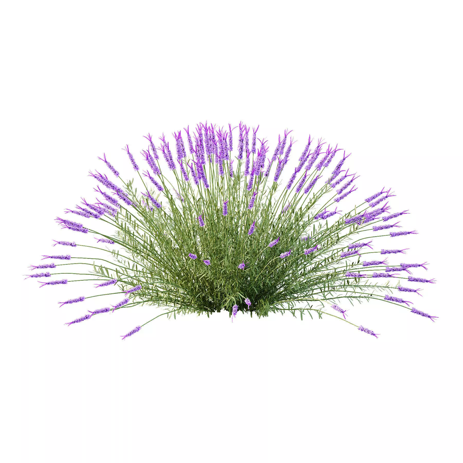 Excellent collection of plants Bush  400 Different Models _169