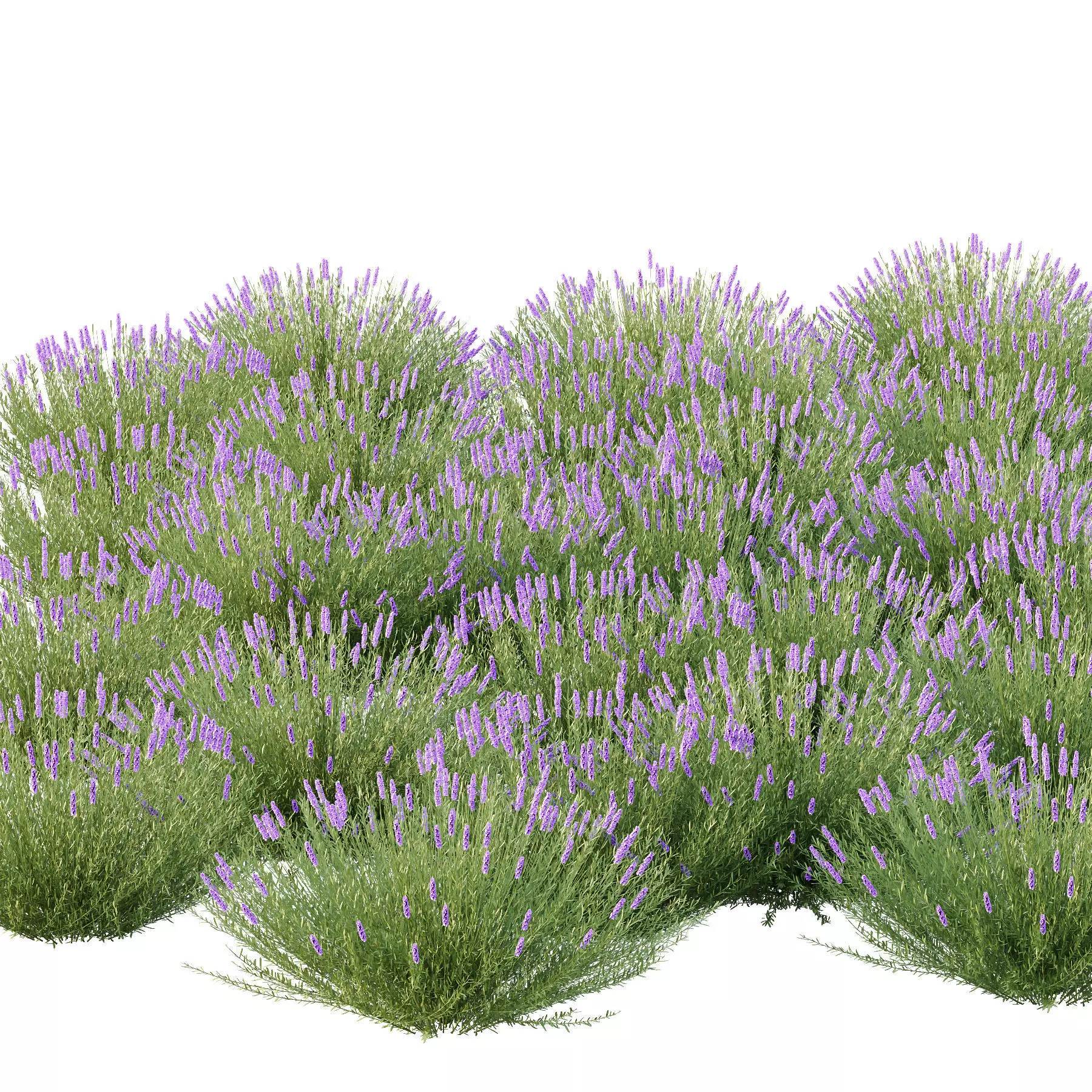 Excellent collection of plants Bush  400 Different Models _154