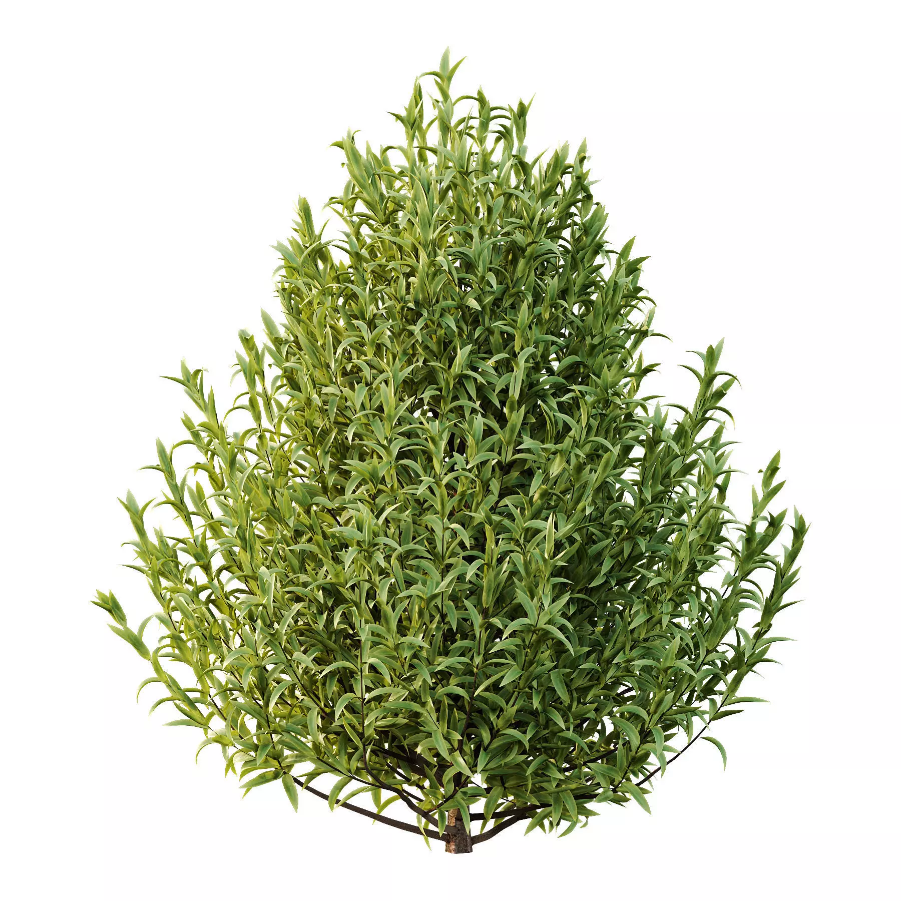 Excellent collection of plants Bush  400 Different Models _161