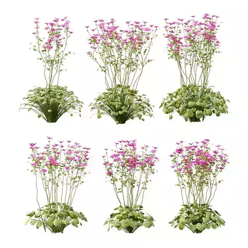 Excellent collection of plants Bush  400 Different Models _104