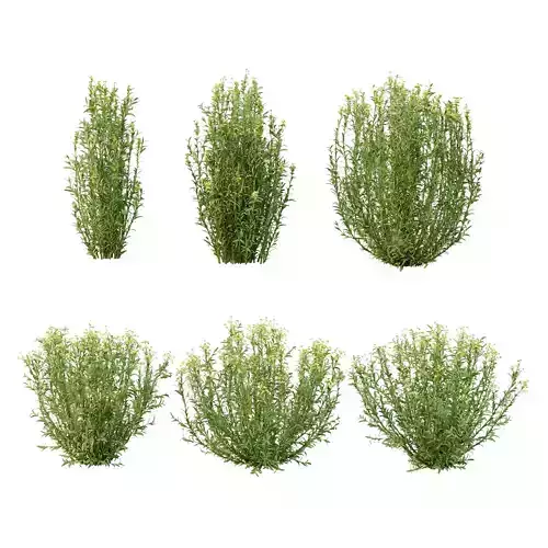 Excellent collection of plants Bush  400 Different Models _99