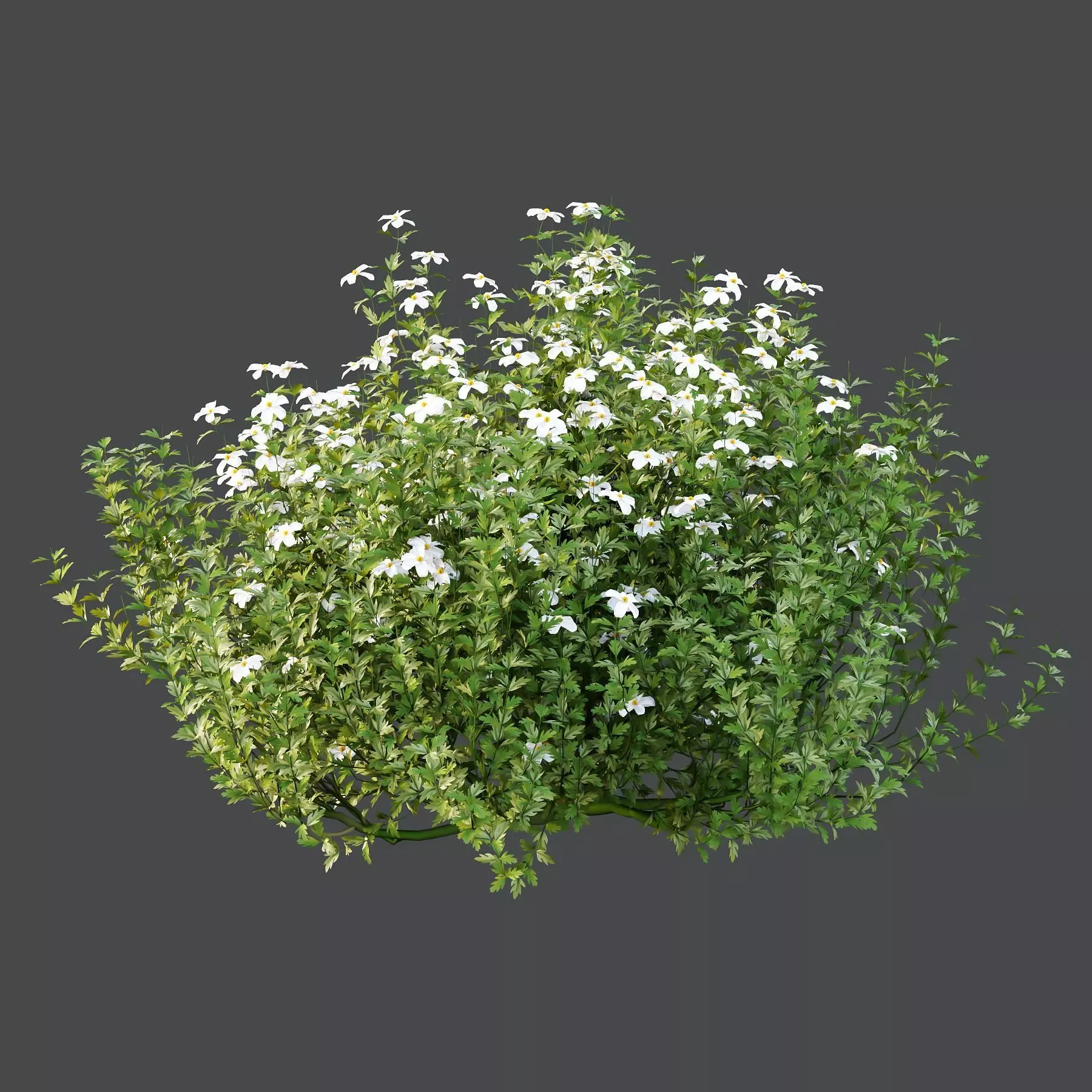 Excellent collection of plants Bush  400 Different Models _136