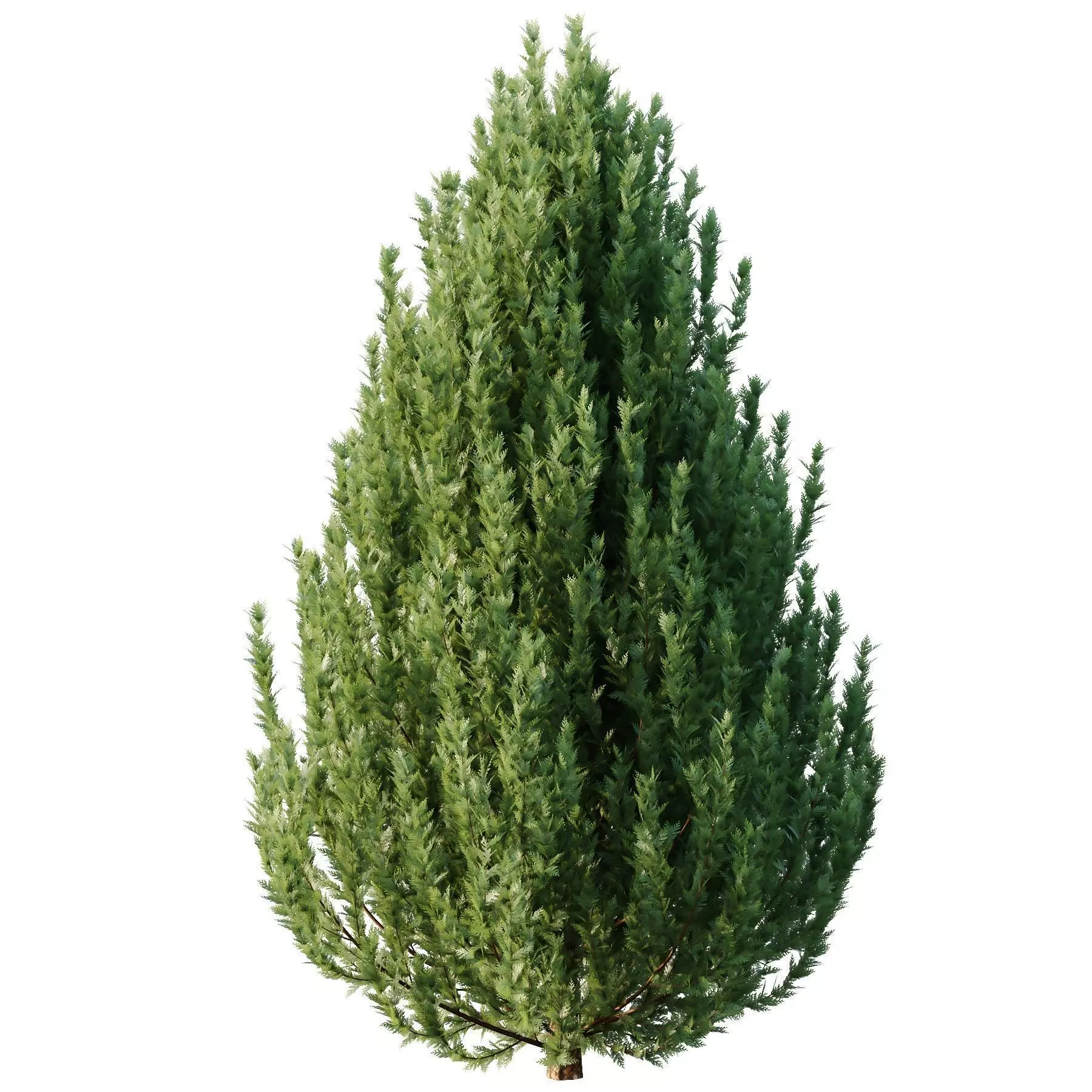 Excellent collection of plants Bush  400 Different Models _193