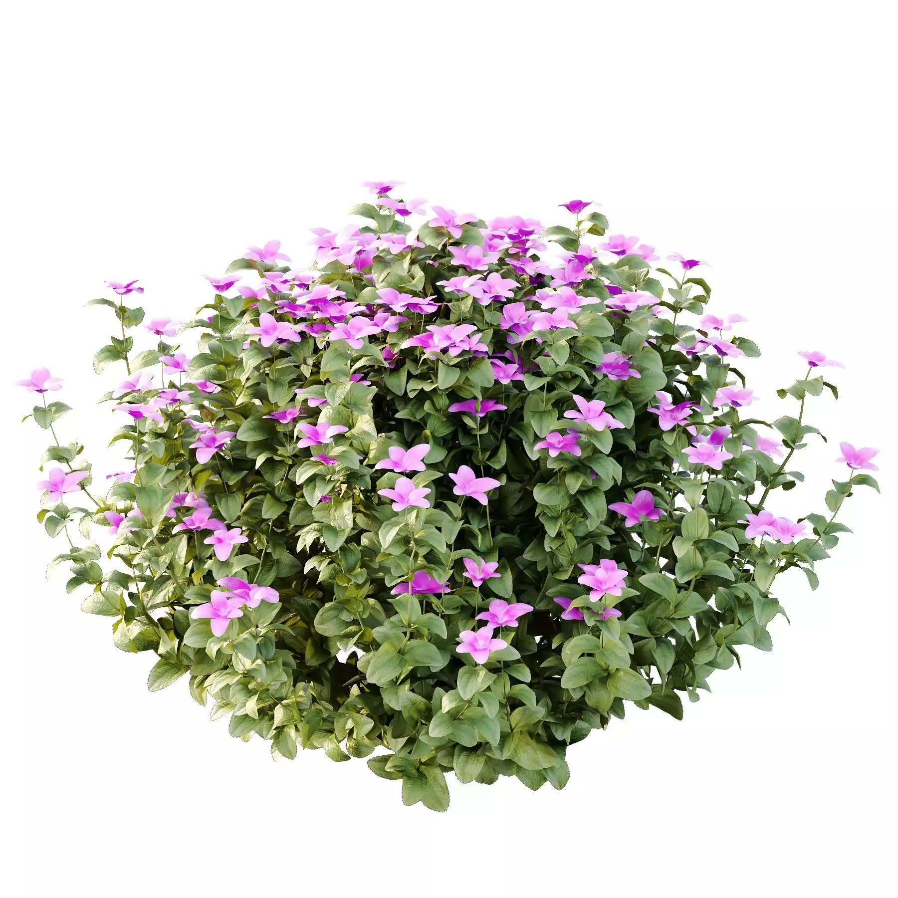 Excellent collection of plants Bush  400 Different Models _173