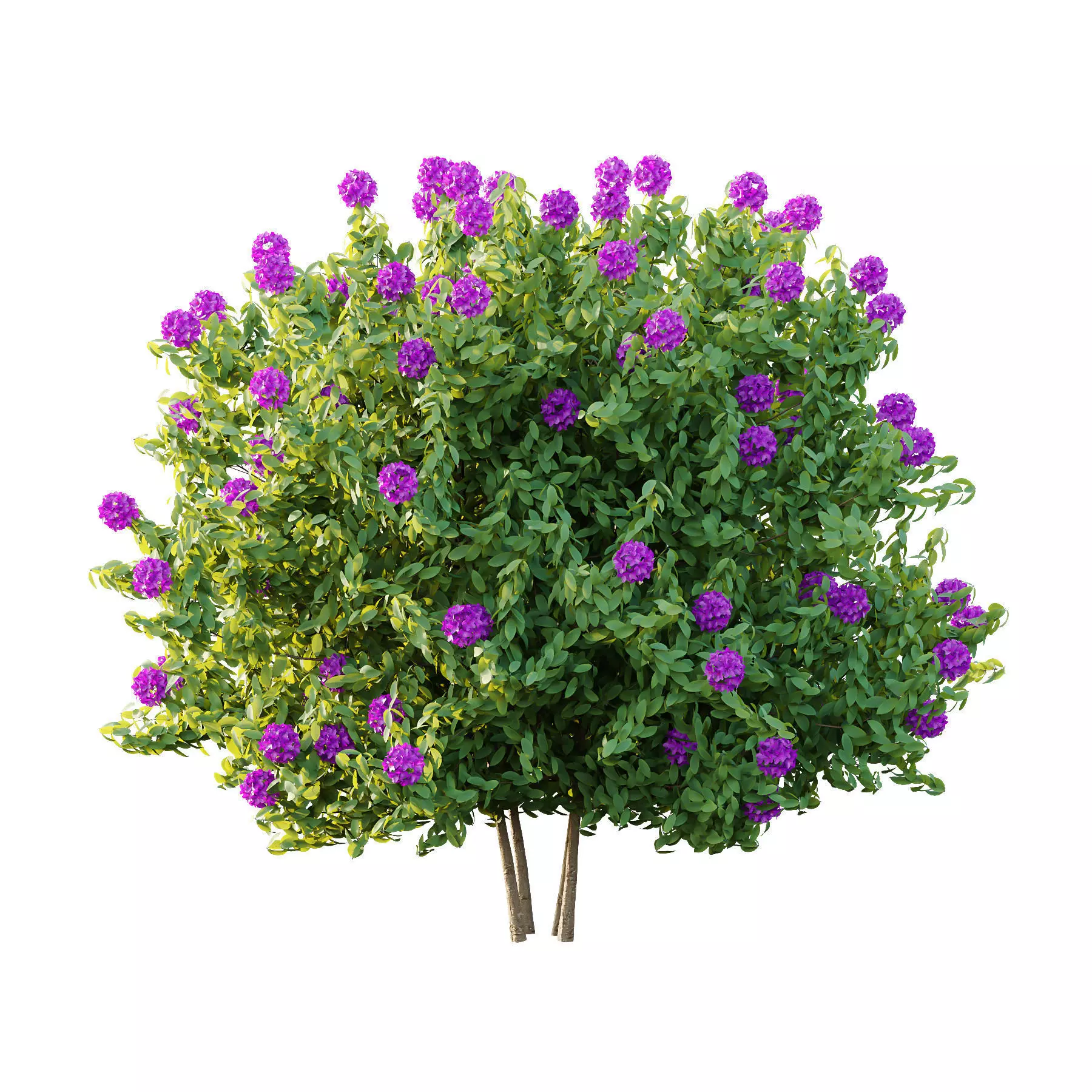 Excellent collection of plants Bush  400 Different Models _158