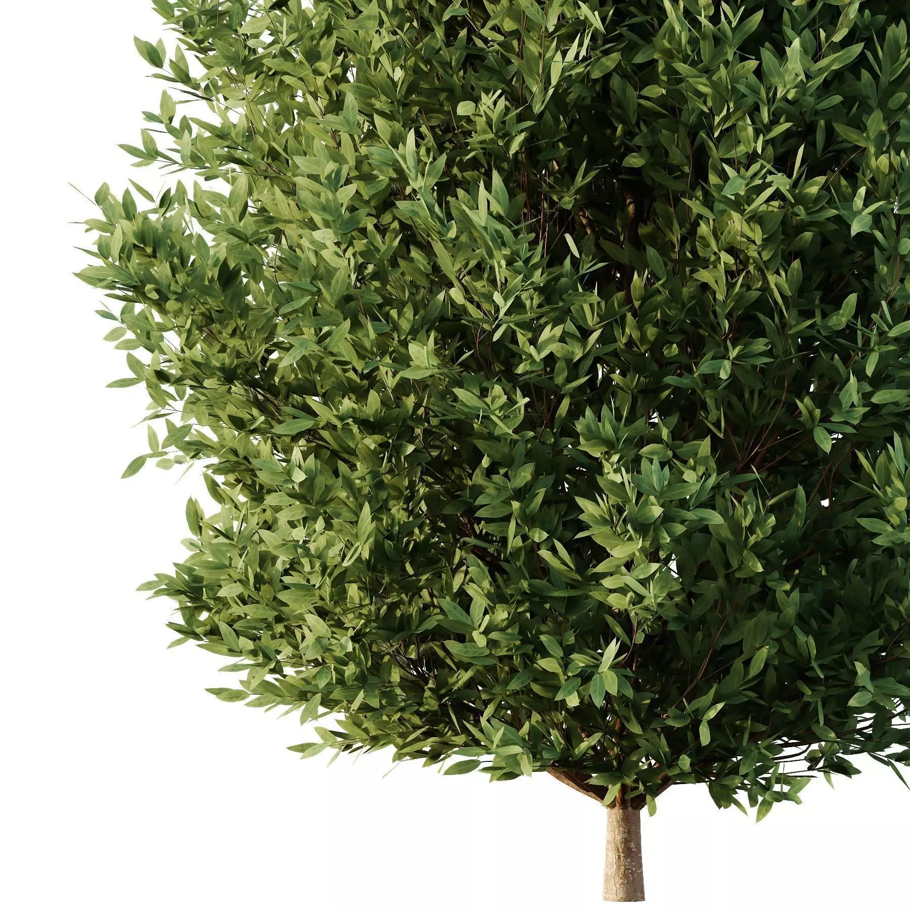 Excellent collection of plants Bush  400 Different Models _150