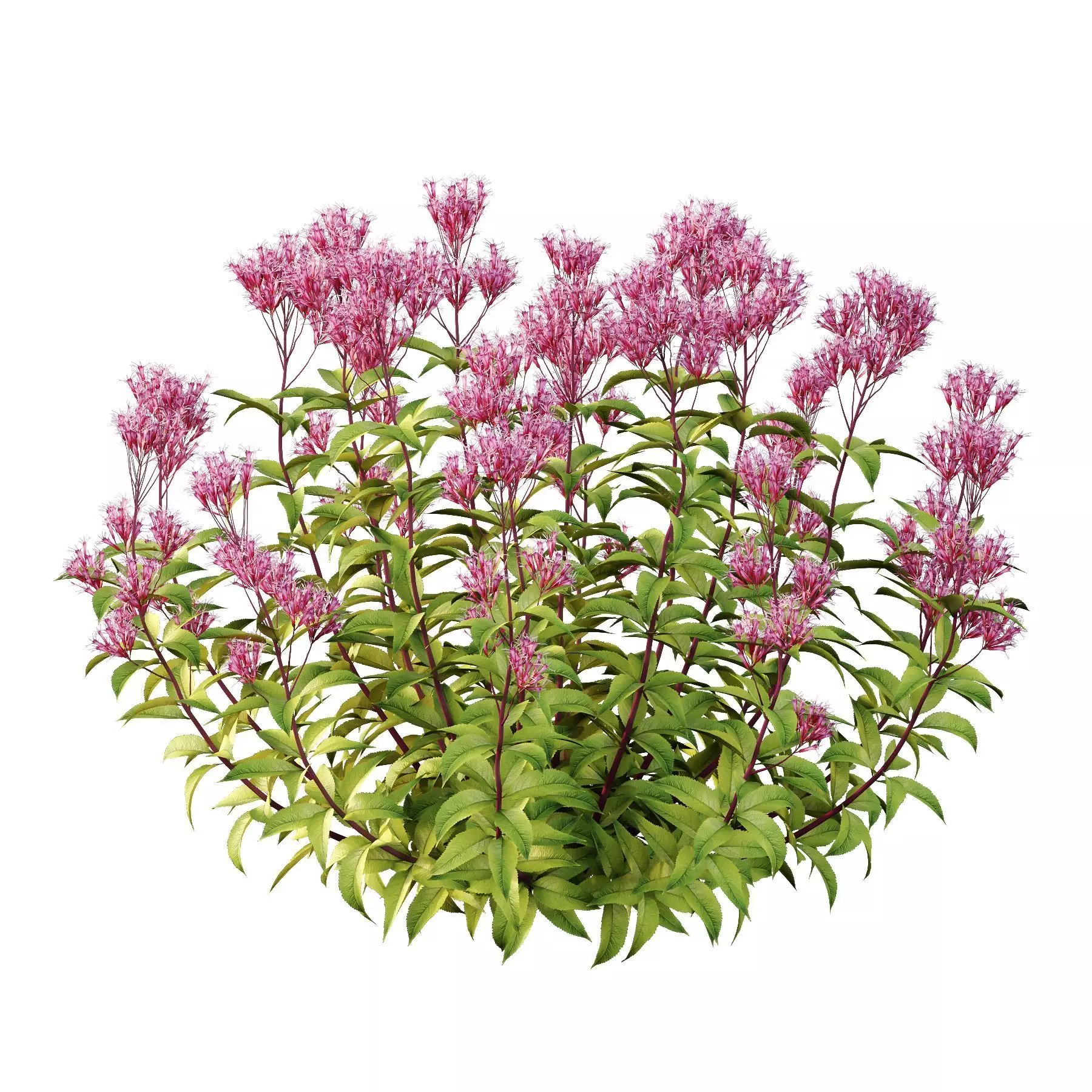 Excellent collection of plants Bush  400 Different Models _175