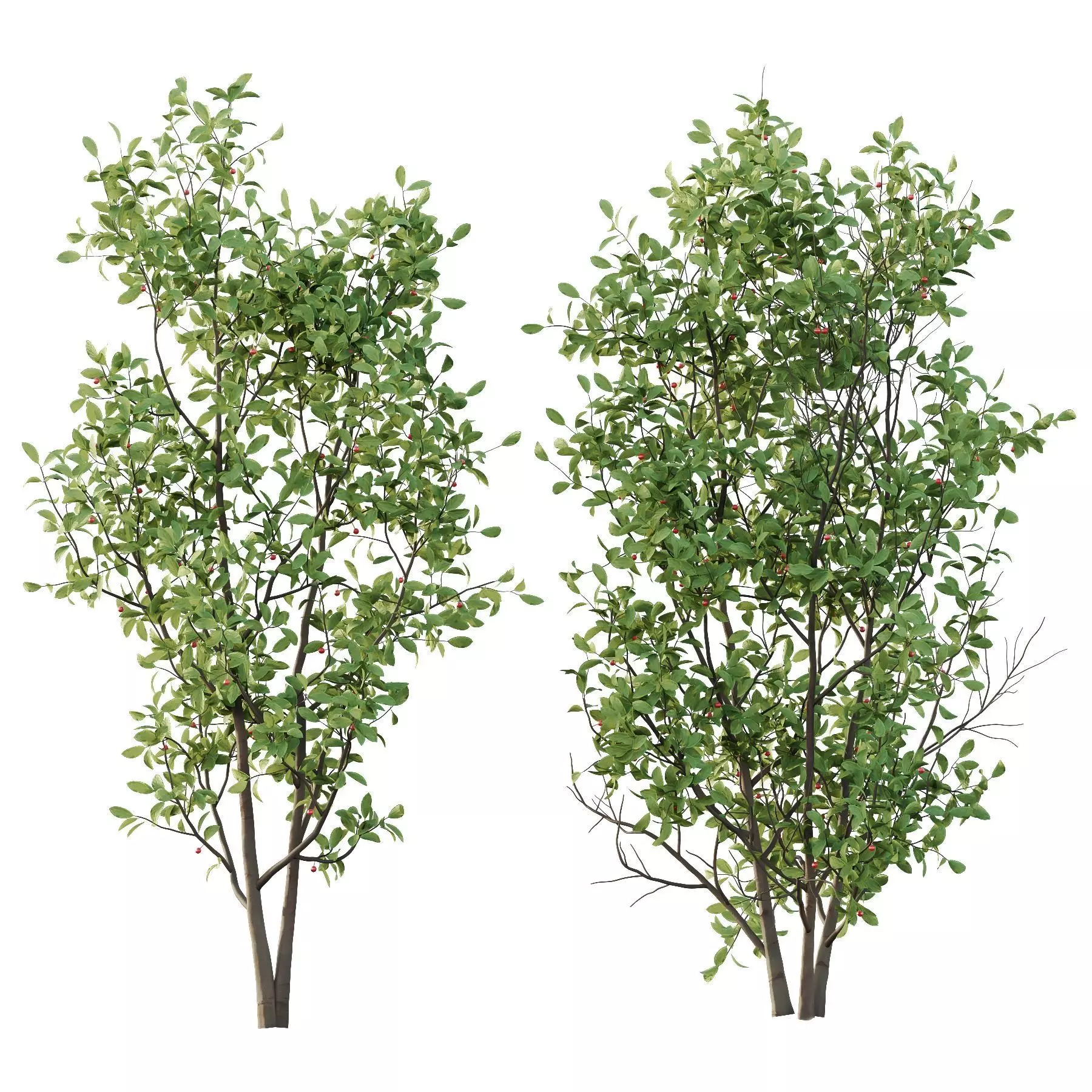 Excellent collection of plants Bush  400 Different Models _128