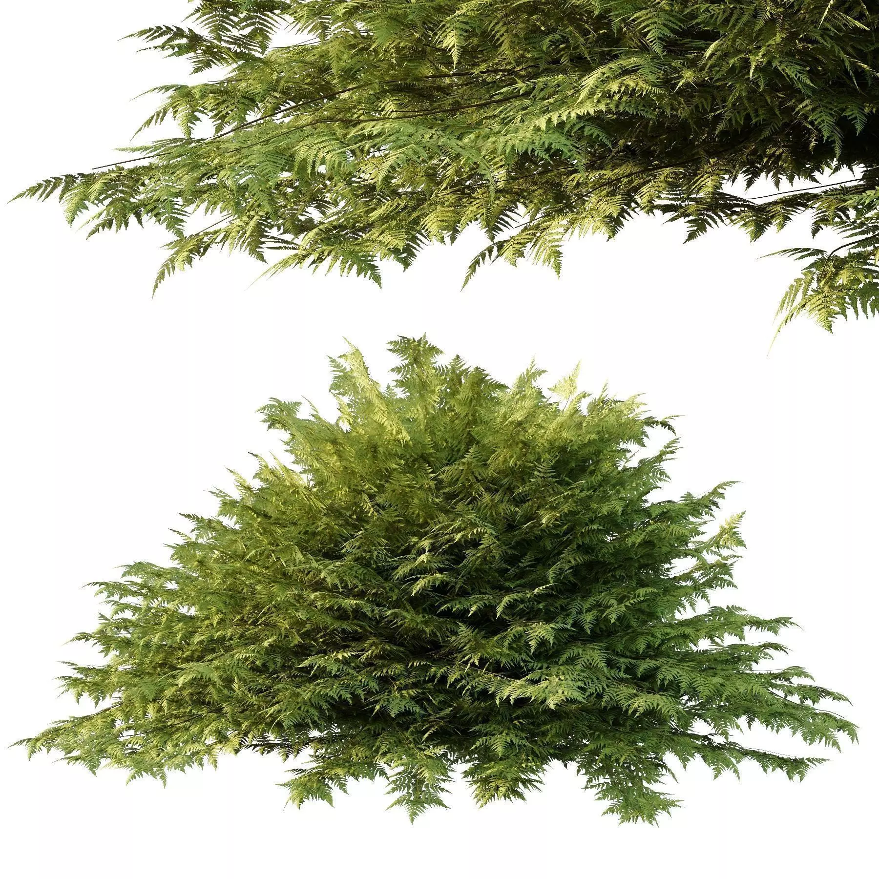 Excellent collection of plants Bush  400 Different Models _165