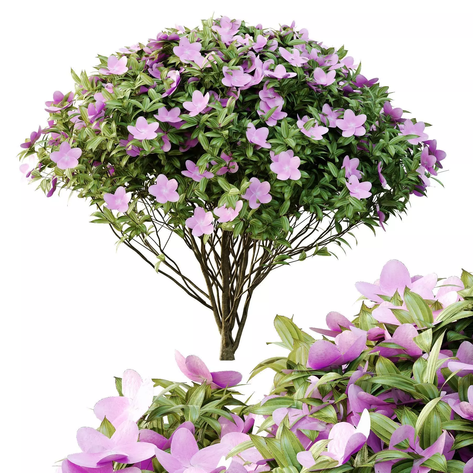 Excellent collection of plants Bush  400 Different Models _162