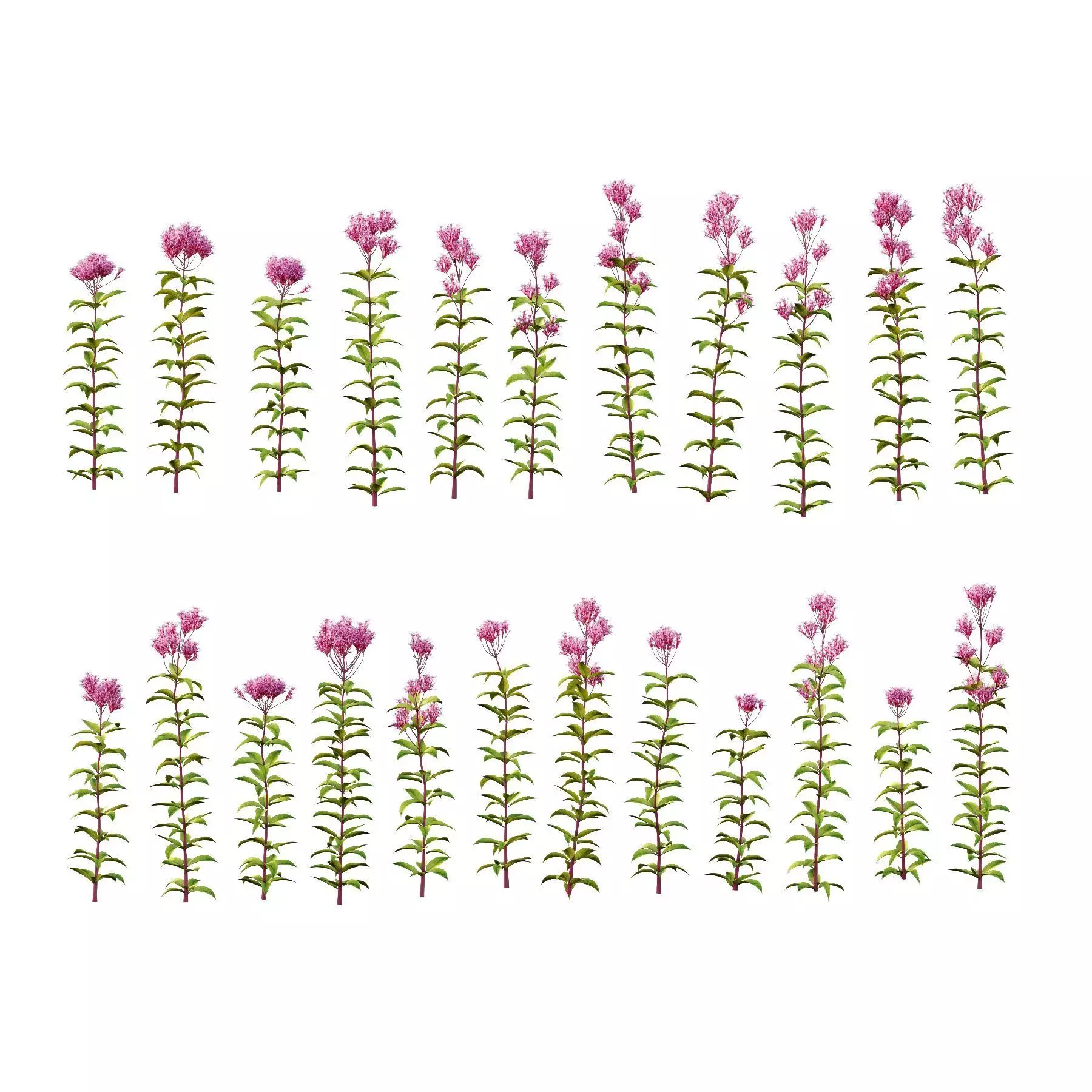 Excellent collection of plants Bush  400 Different Models _145