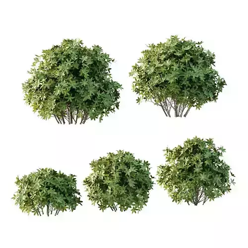 Excellent collection of plants Bush  400 Different Models _95