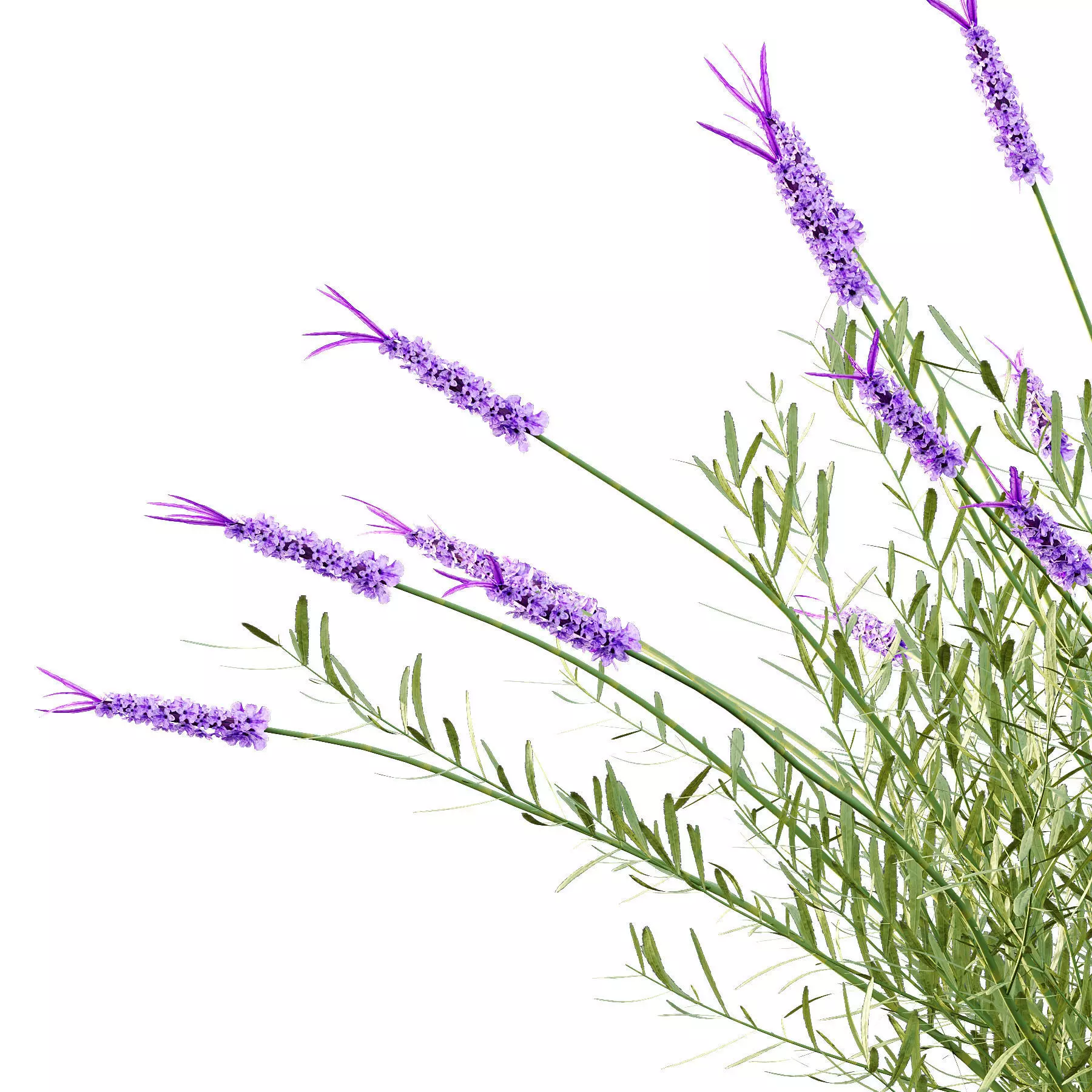 Excellent collection of plants Bush  400 Different Models _133