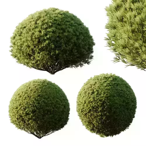 Excellent collection of plants Bush  400 Different Models _62