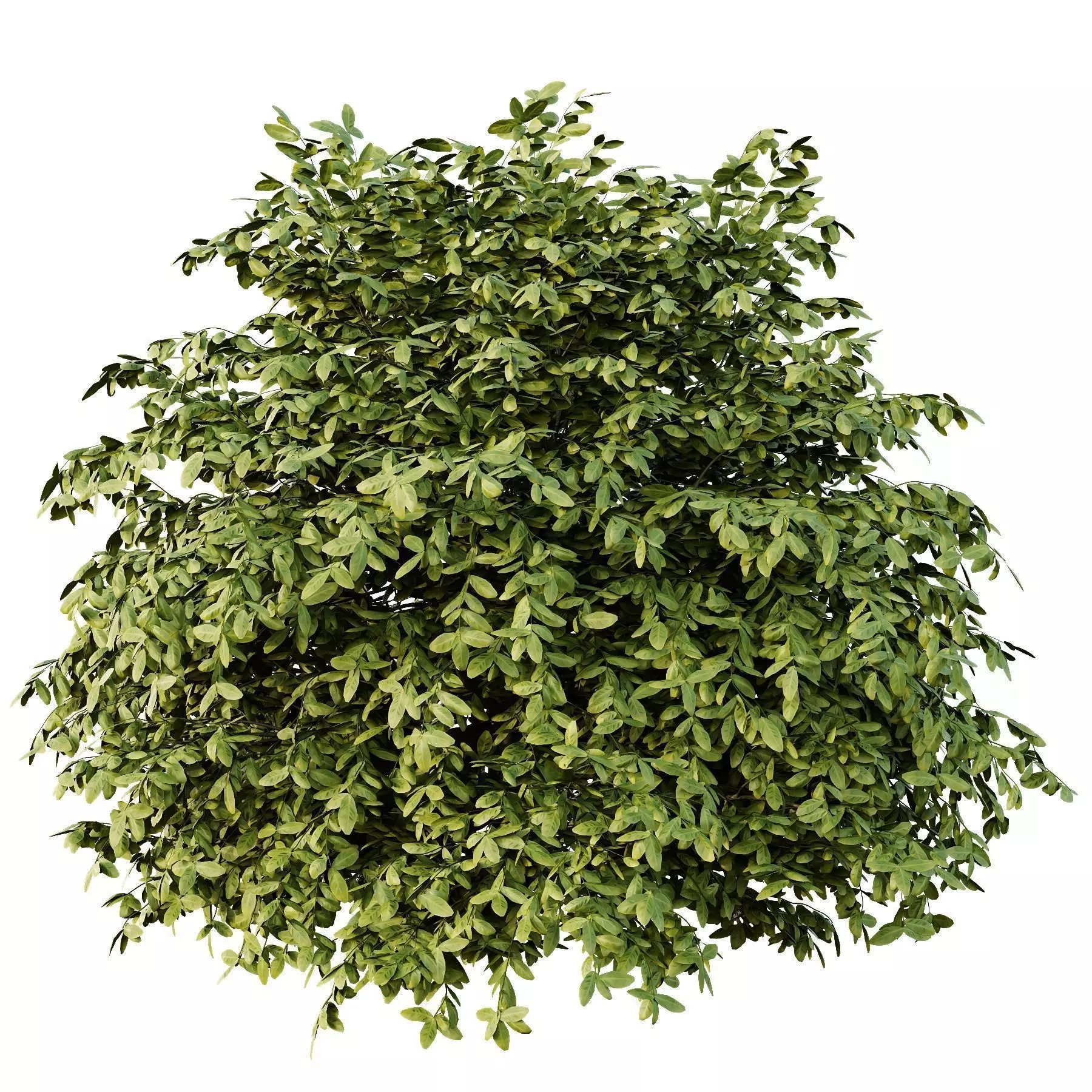 Excellent collection of plants Bush  400 Different Models _127