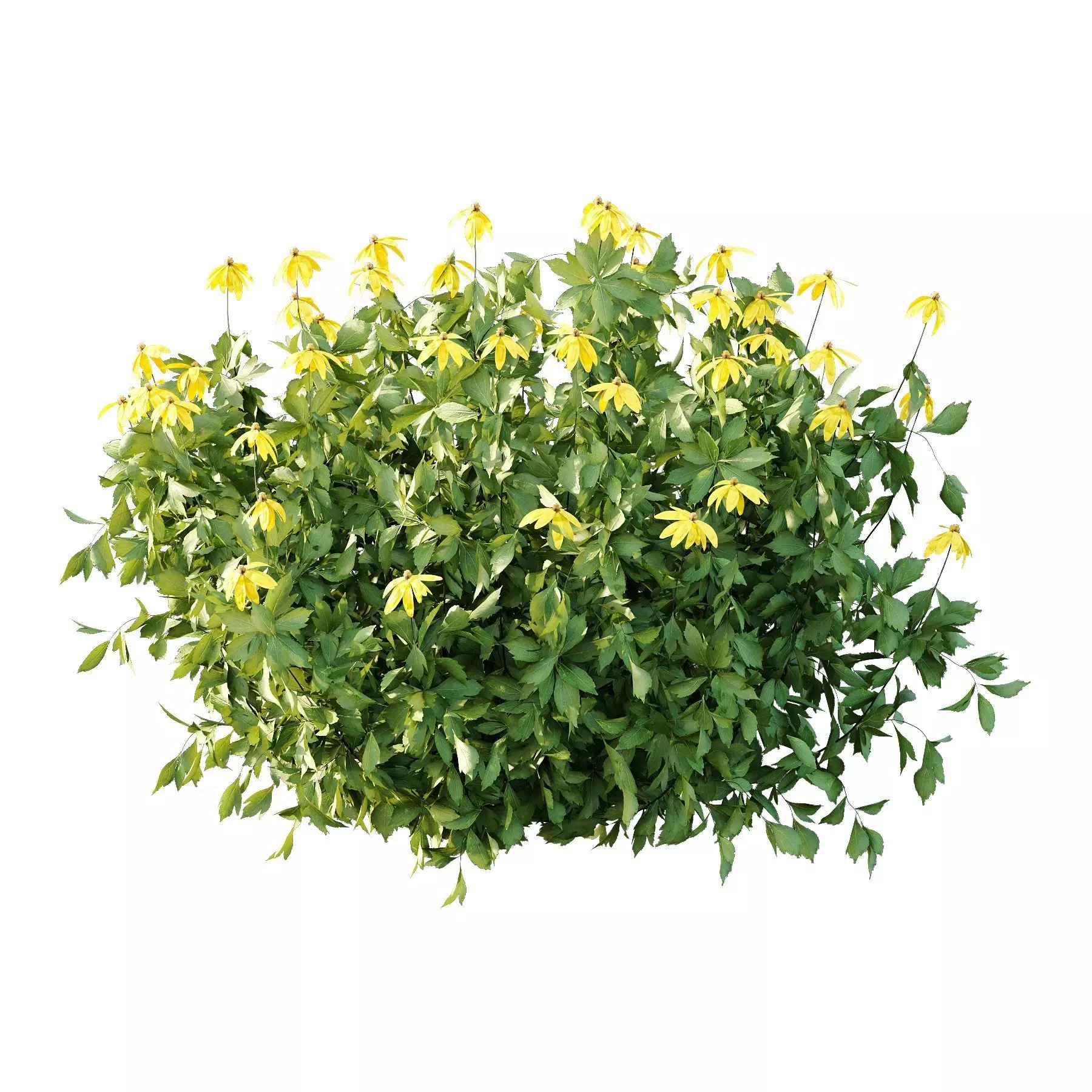 Excellent collection of plants Bush  400 Different Models _179