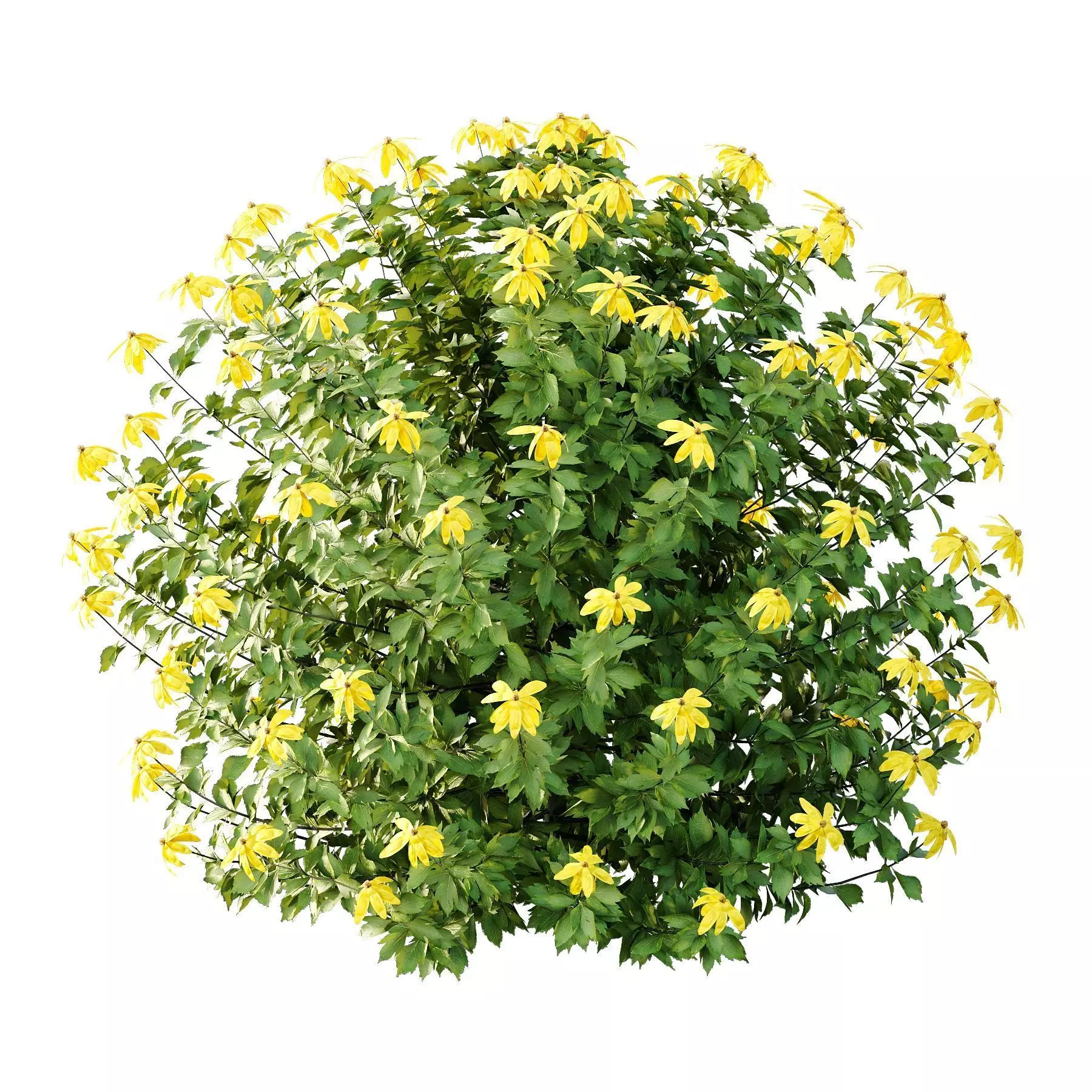 Excellent collection of plants Bush  400 Different Models _172