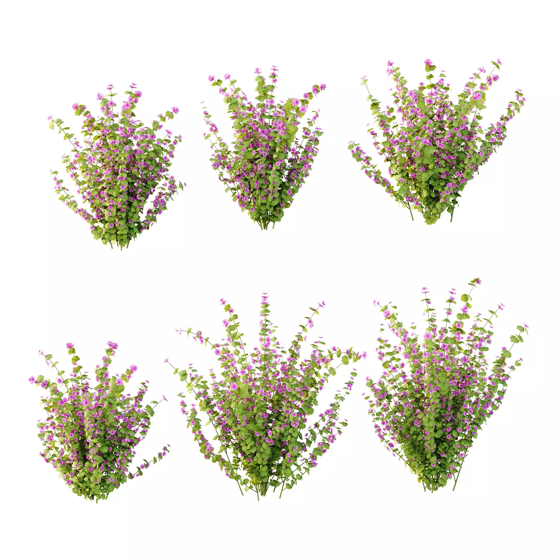 Excellent collection of plants Bush  400 Different Models _91