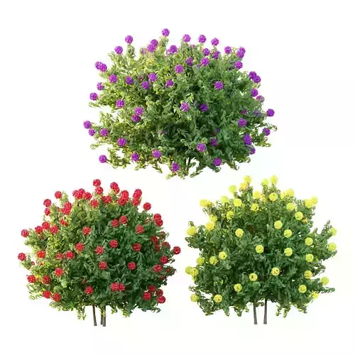 Excellent collection of plants Bush  400 Different Models _85