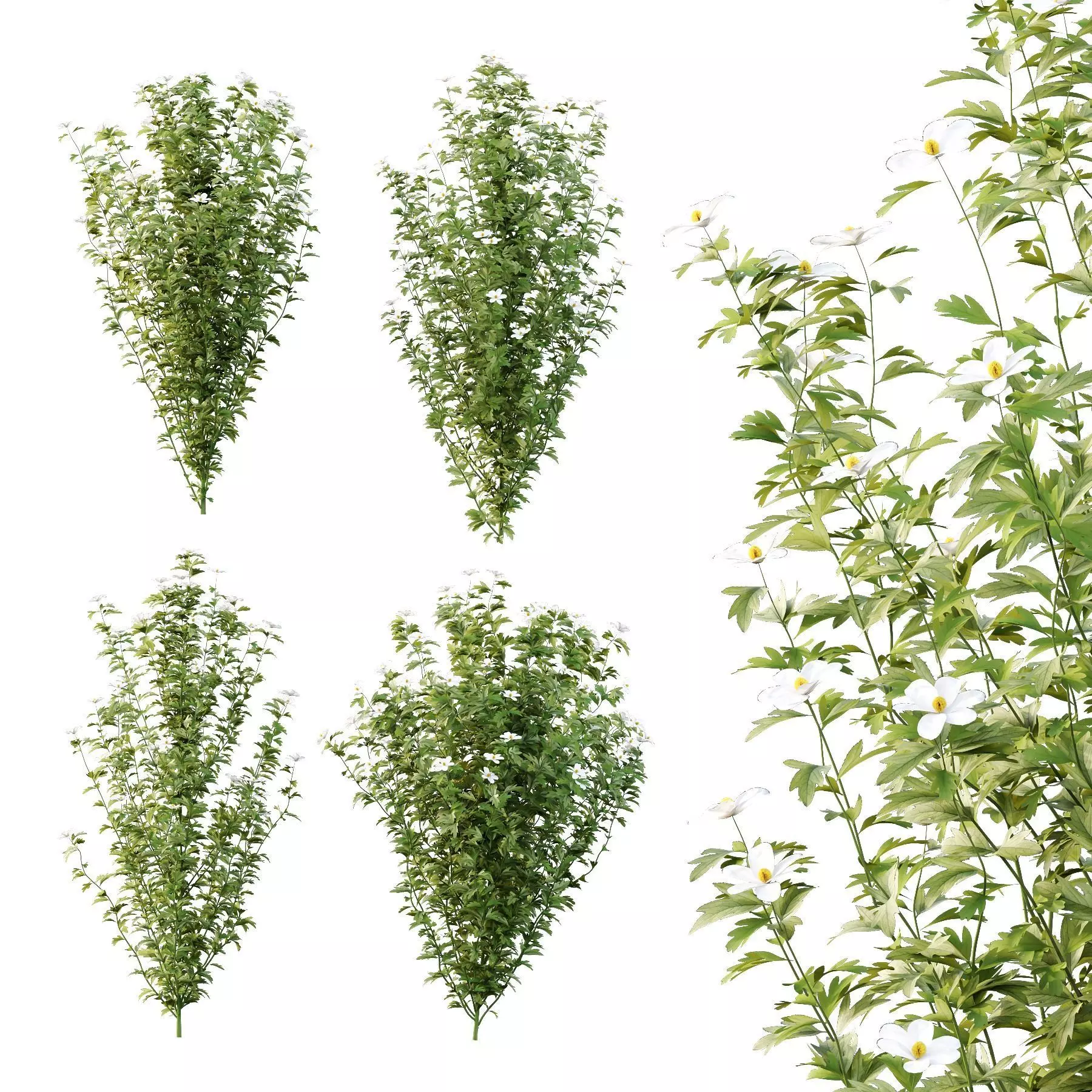 Excellent collection of plants Bush  400 Different Models _134