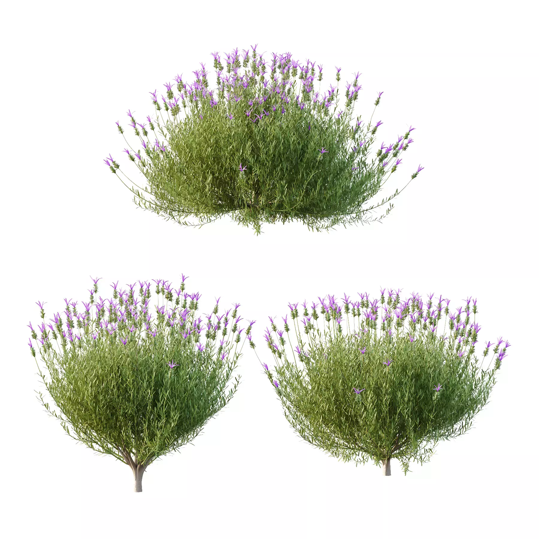 Excellent collection of plants Bush  400 Different Models _35