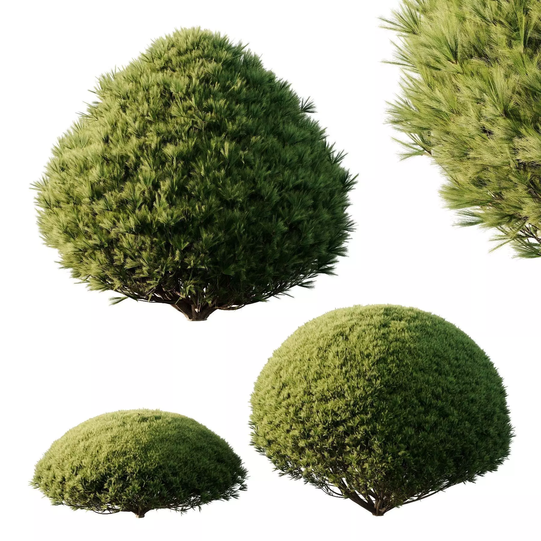 Excellent collection of plants Bush  400 Different Models _181