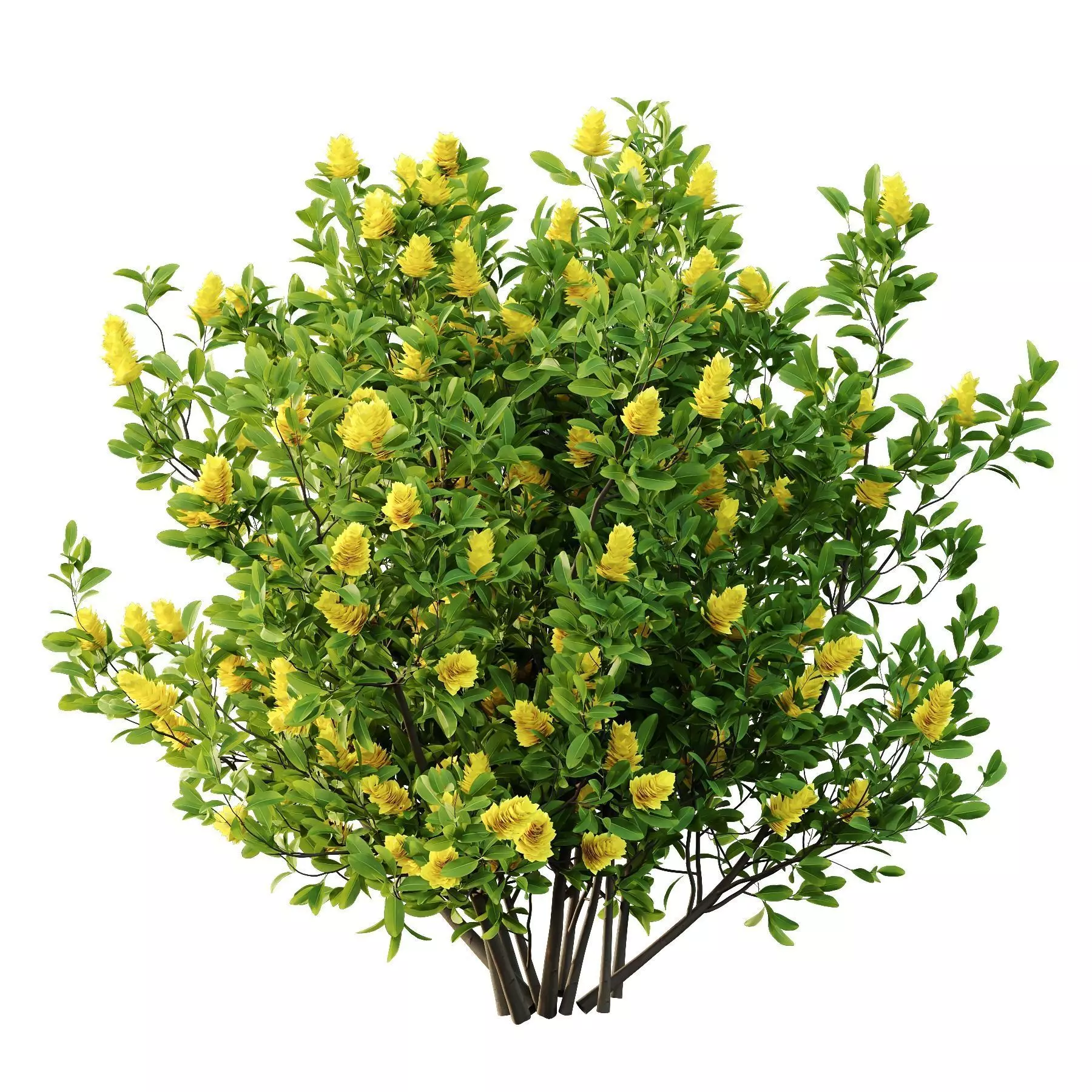 Excellent collection of plants Bush  400 Different Models _115