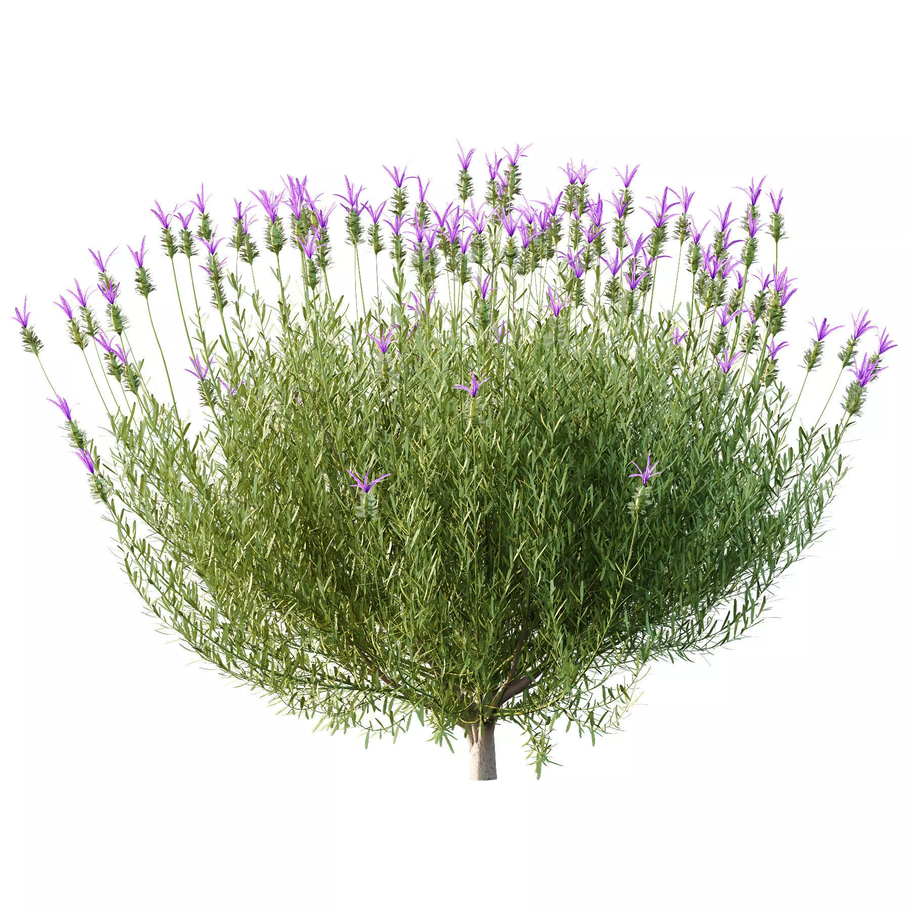 Excellent collection of plants Bush  400 Different Models _170