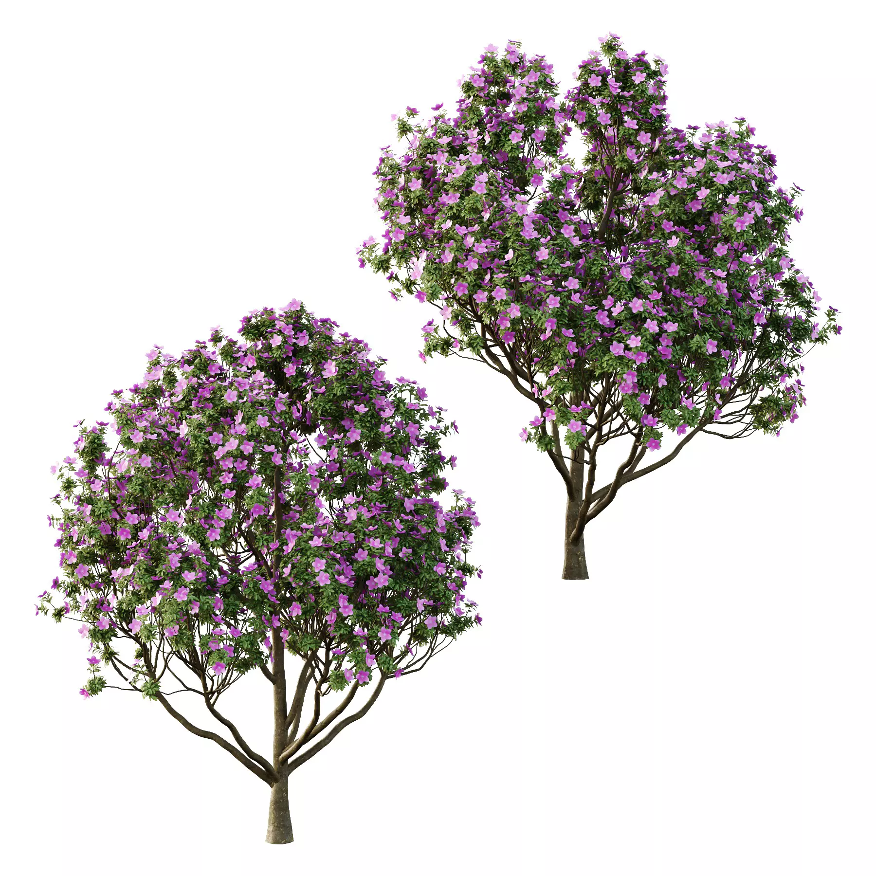 Excellent collection of plants Bush  400 Different Models _109