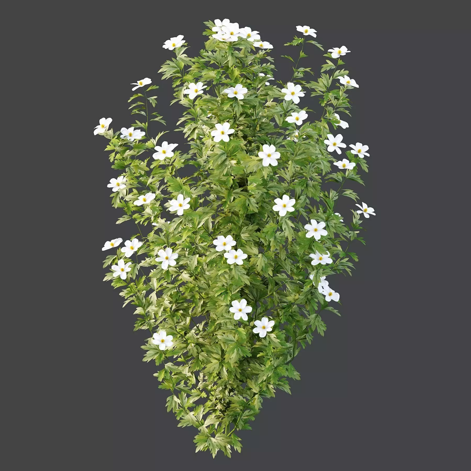 Excellent collection of plants Bush  400 Different Models _159