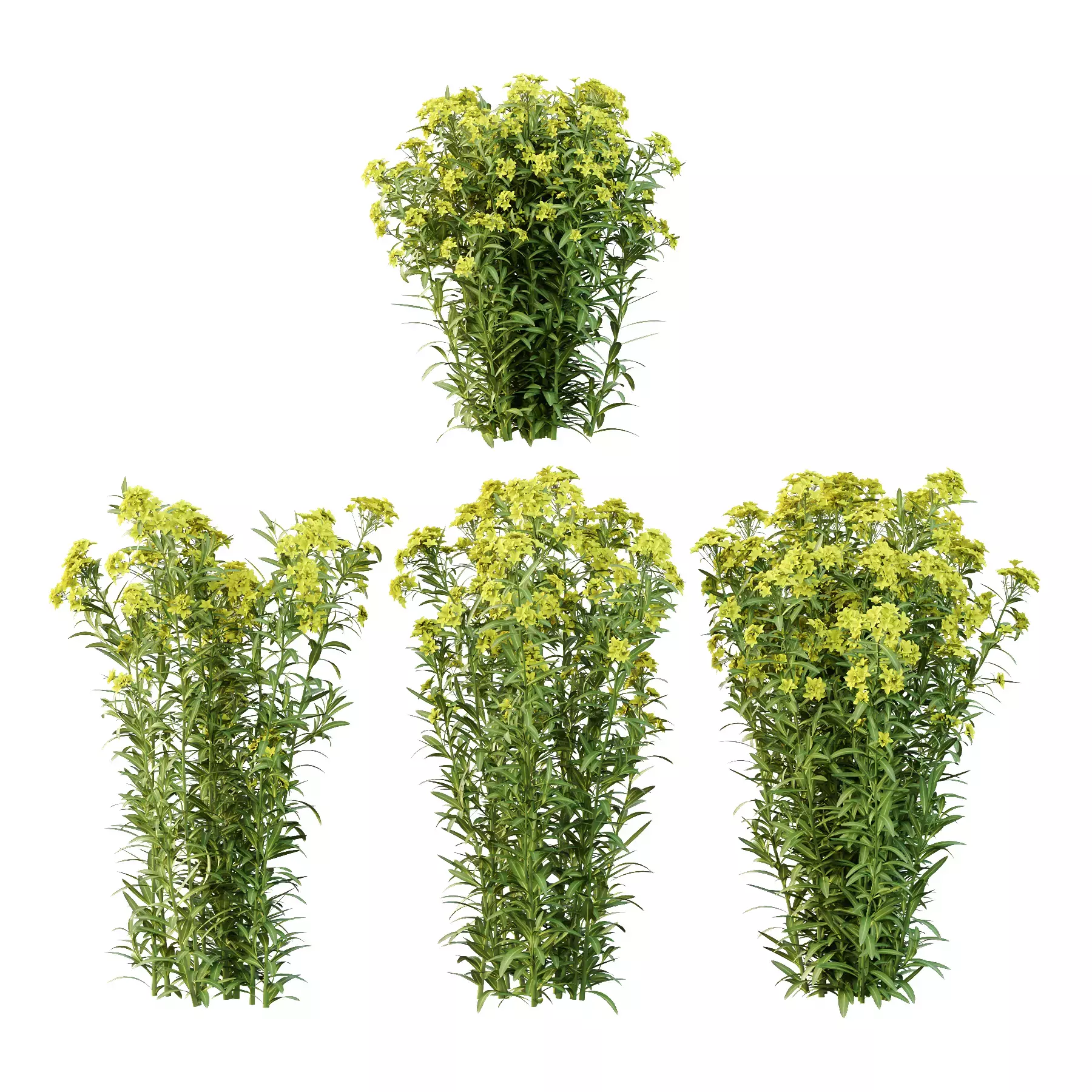 Excellent collection of plants Bush  400 Different Models _105