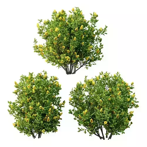 Excellent collection of plants Bush  400 Different Models _47