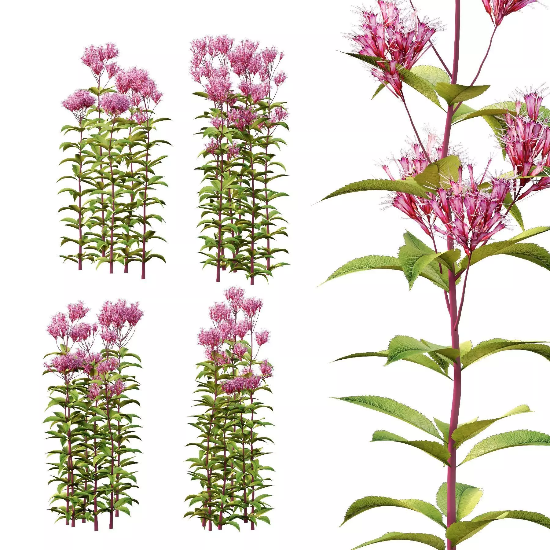 Excellent collection of plants Bush  400 Different Models _144