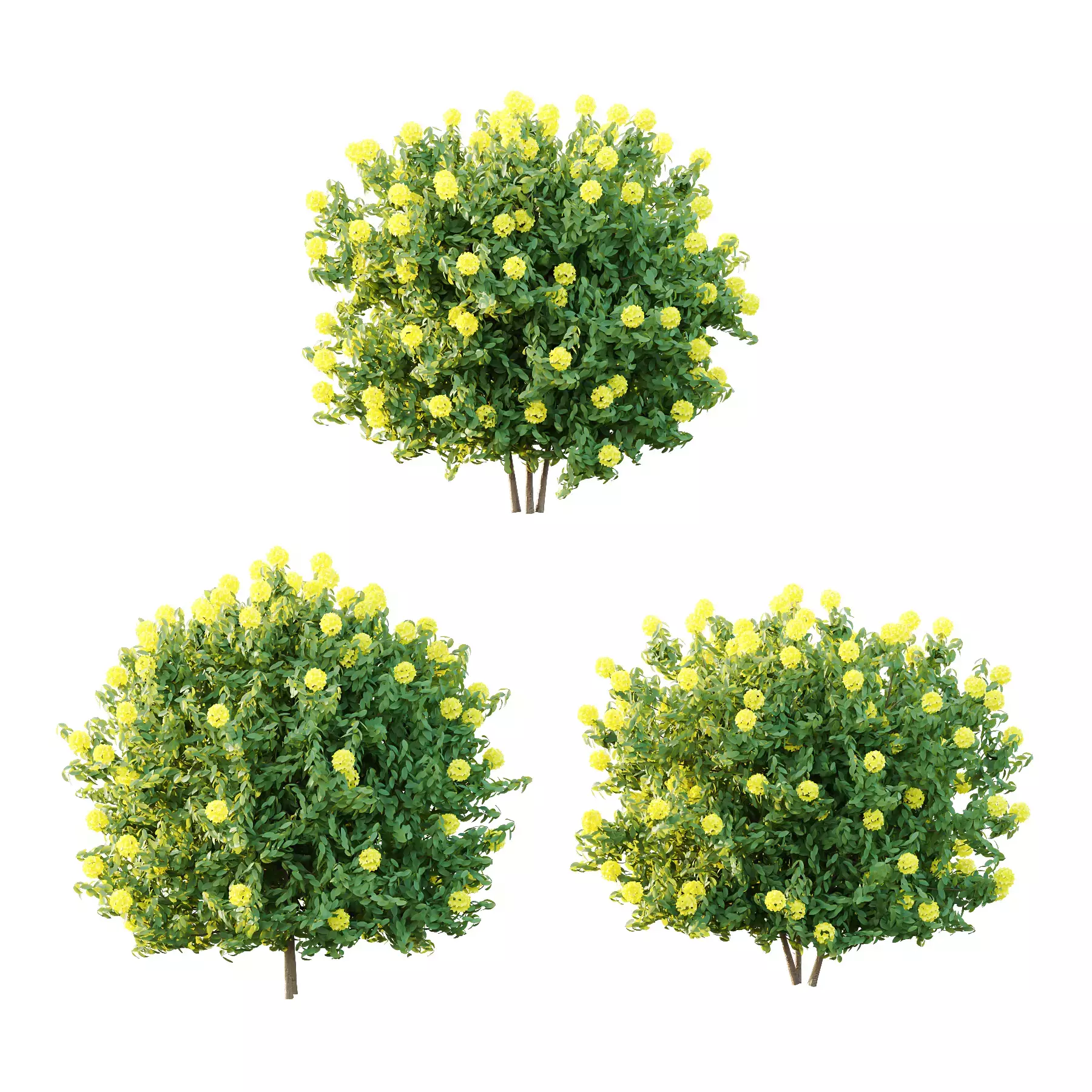 Excellent collection of plants Bush  400 Different Models _74