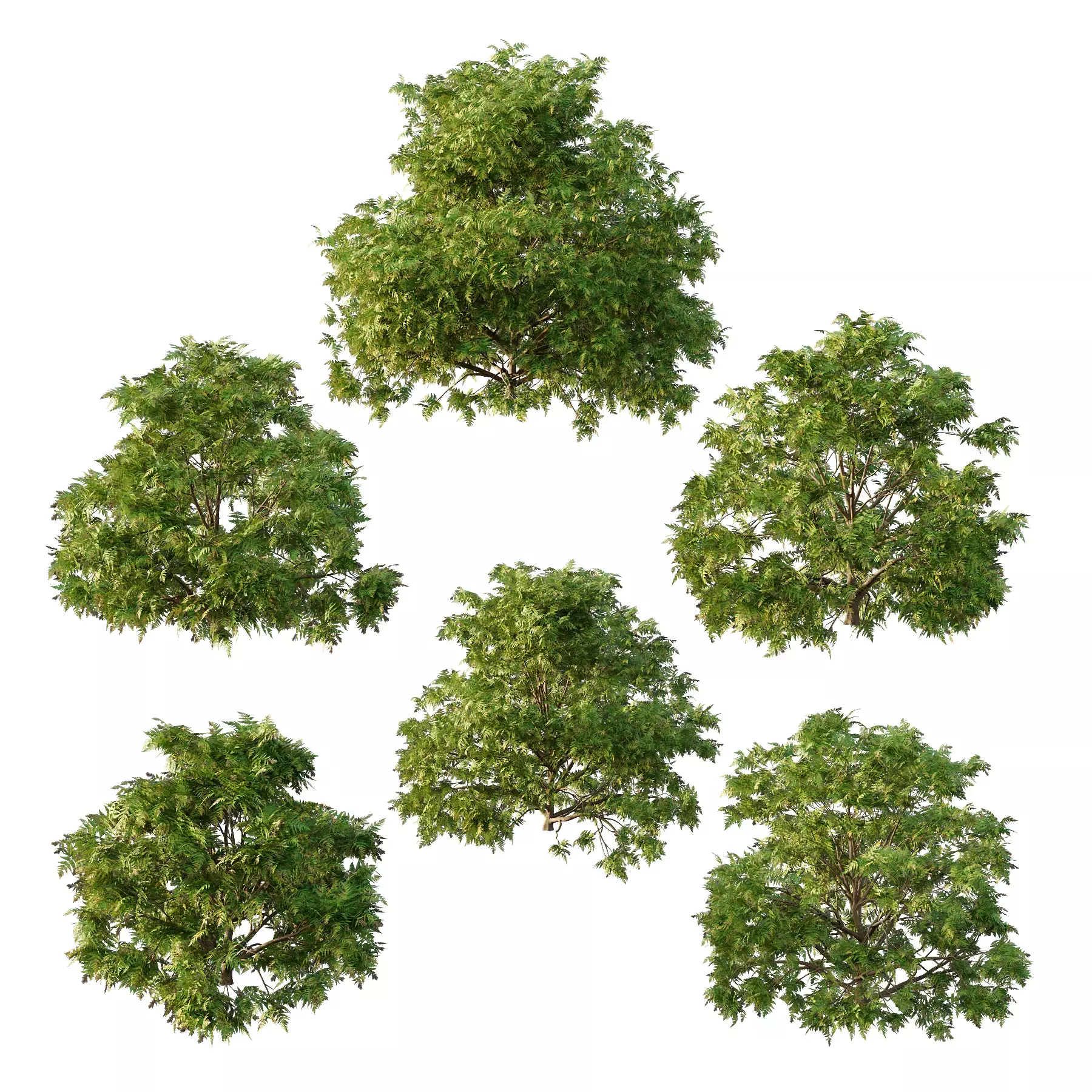 Excellent collection of plants Bush  400 Different Models _28