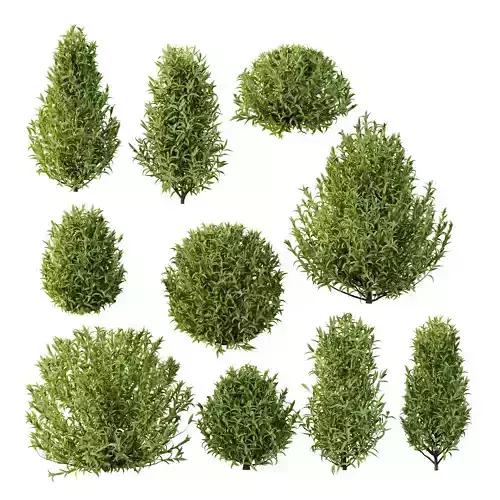 Excellent collection of plants Bush  400 Different Models _30