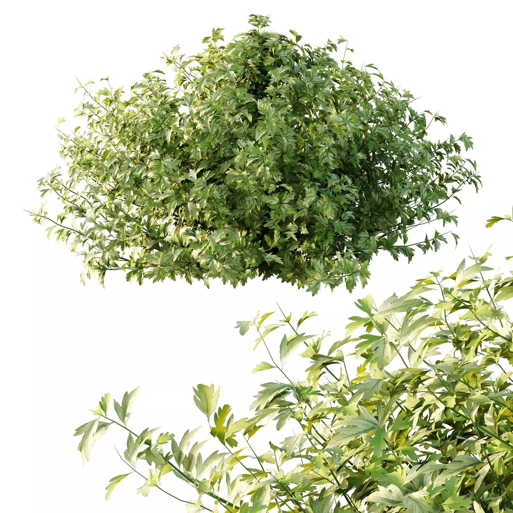 Excellent collection of plants Bush  400 Different Models _137