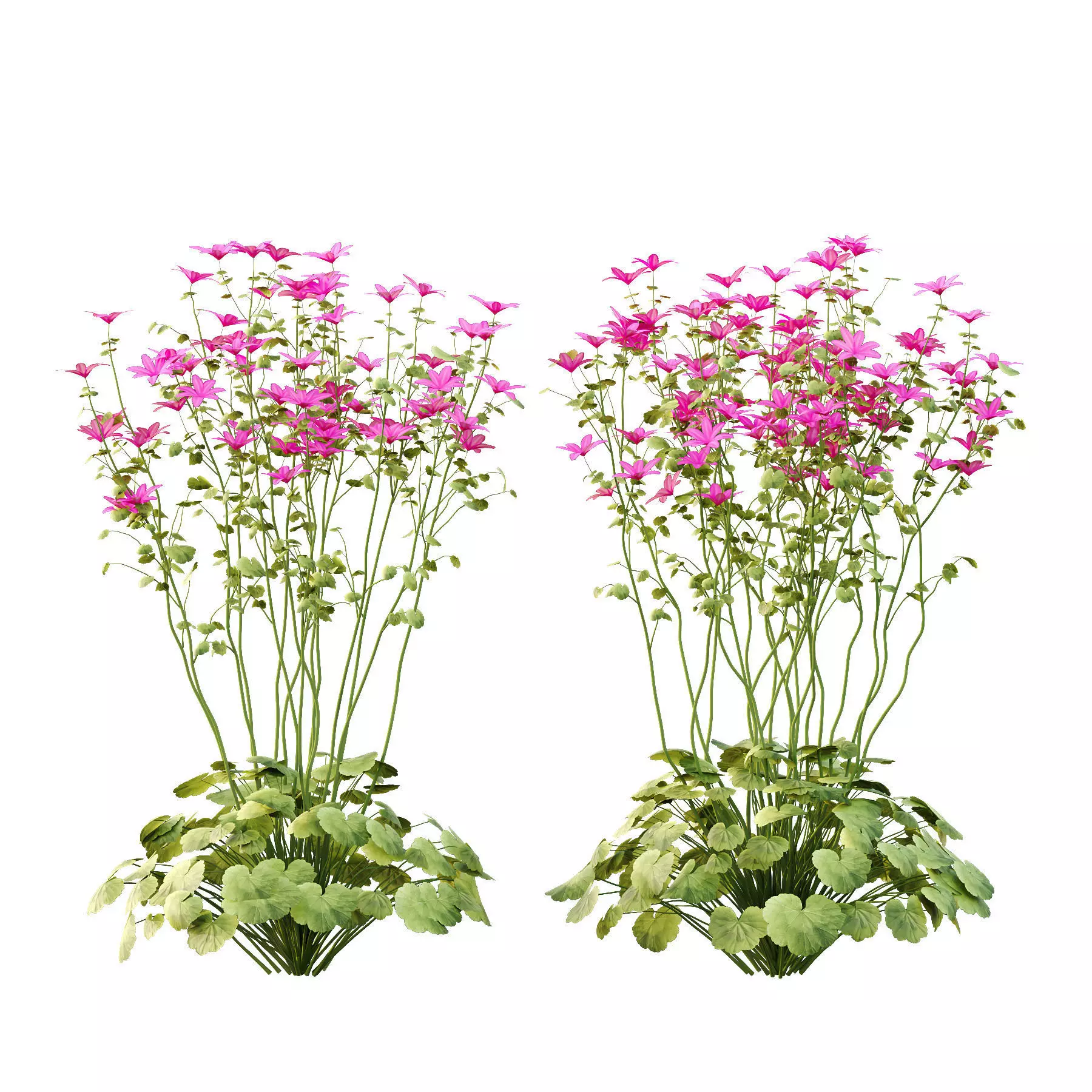 Excellent collection of plants Bush  400 Different Models _188