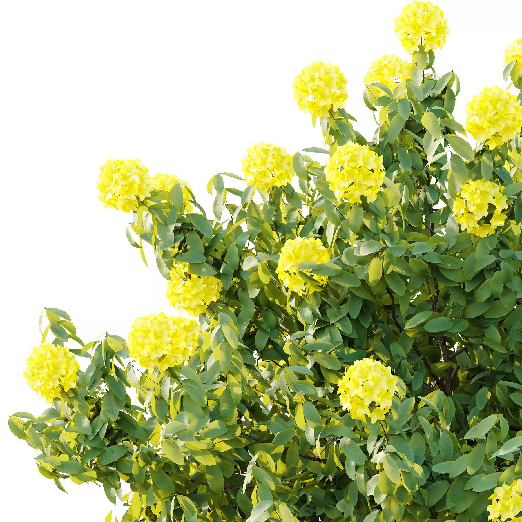 Excellent collection of plants Bush  400 Different Models _157