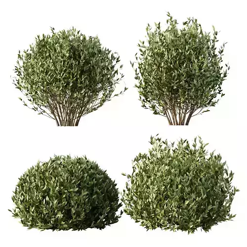Excellent collection of plants Bush  400 Different Models _71
